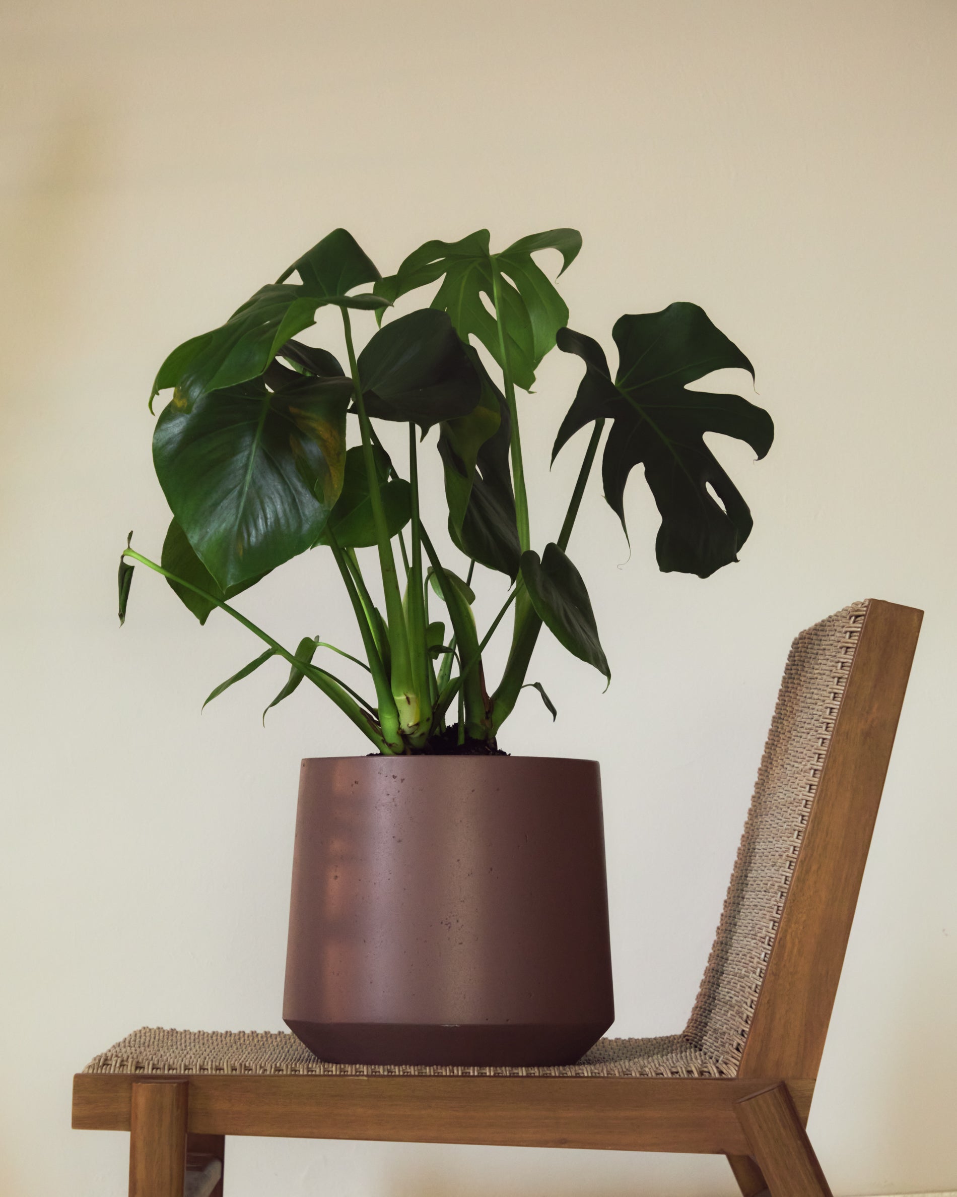Calun maroon cement planter Ø 32cm - Lifestyle