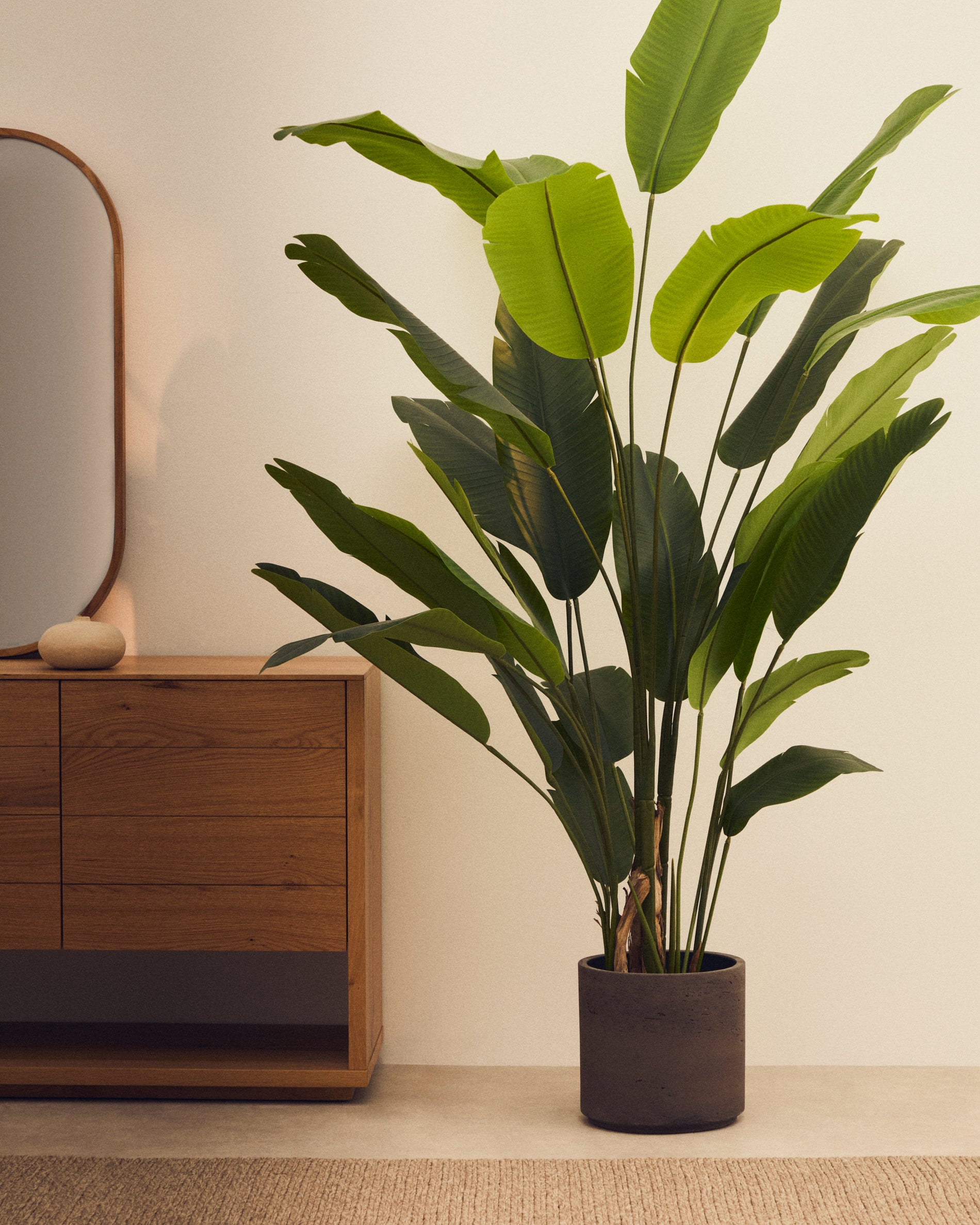 Artificial Banana plant in black pot 210 cm - Lifestyle