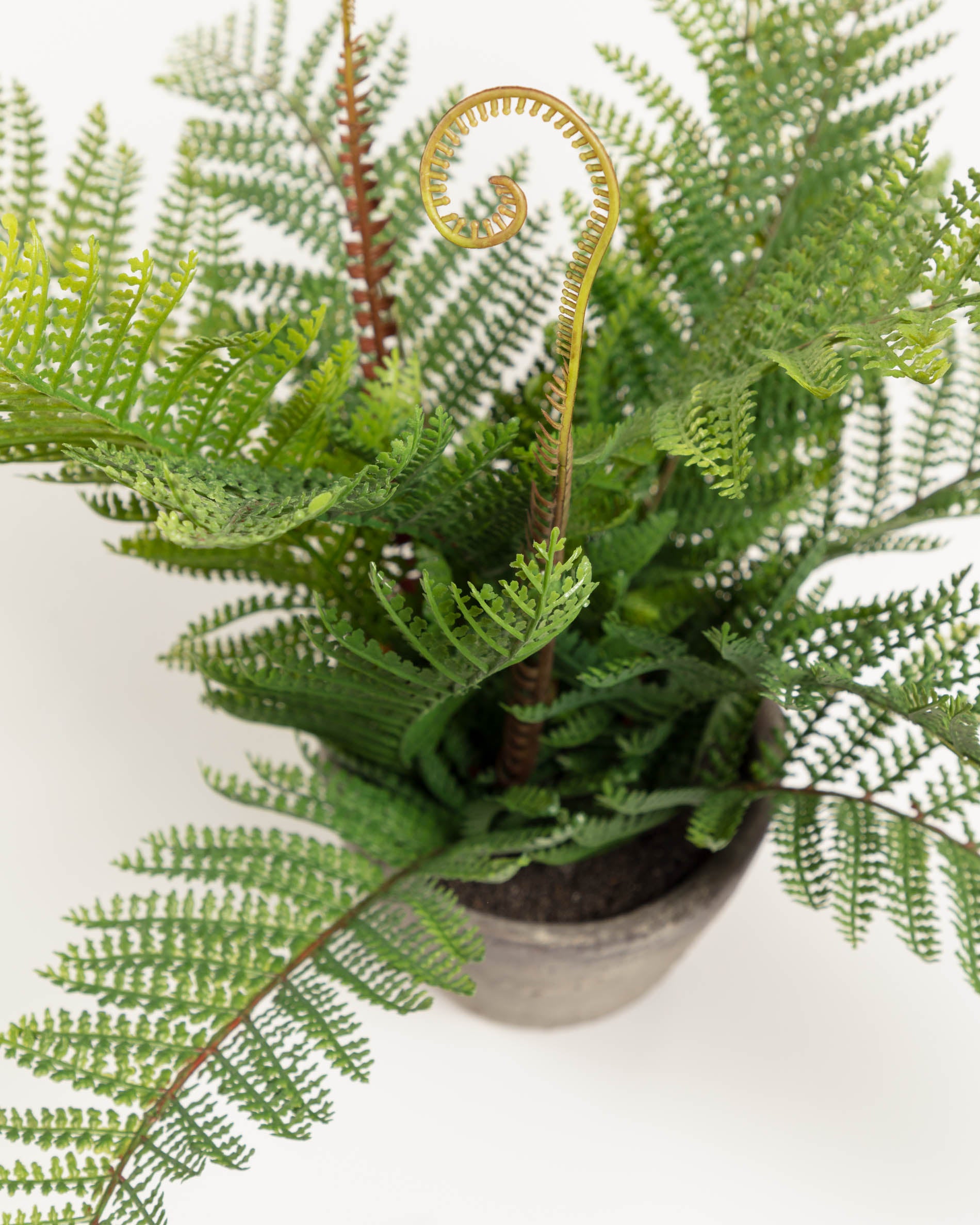 Filicopsida artificial plant - Detail