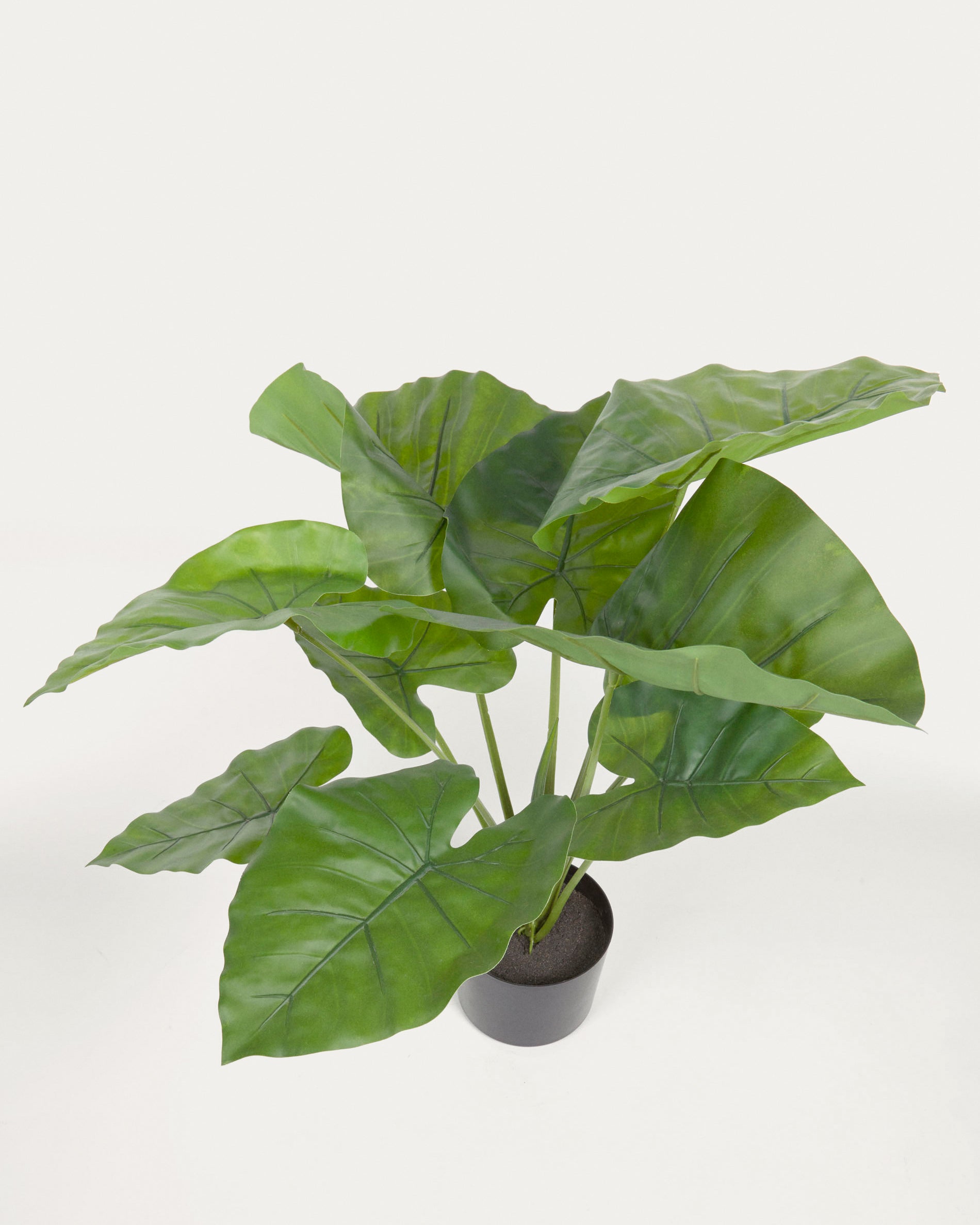 Artificial Alocasia Odora with black plantpot 57 cm - Detail