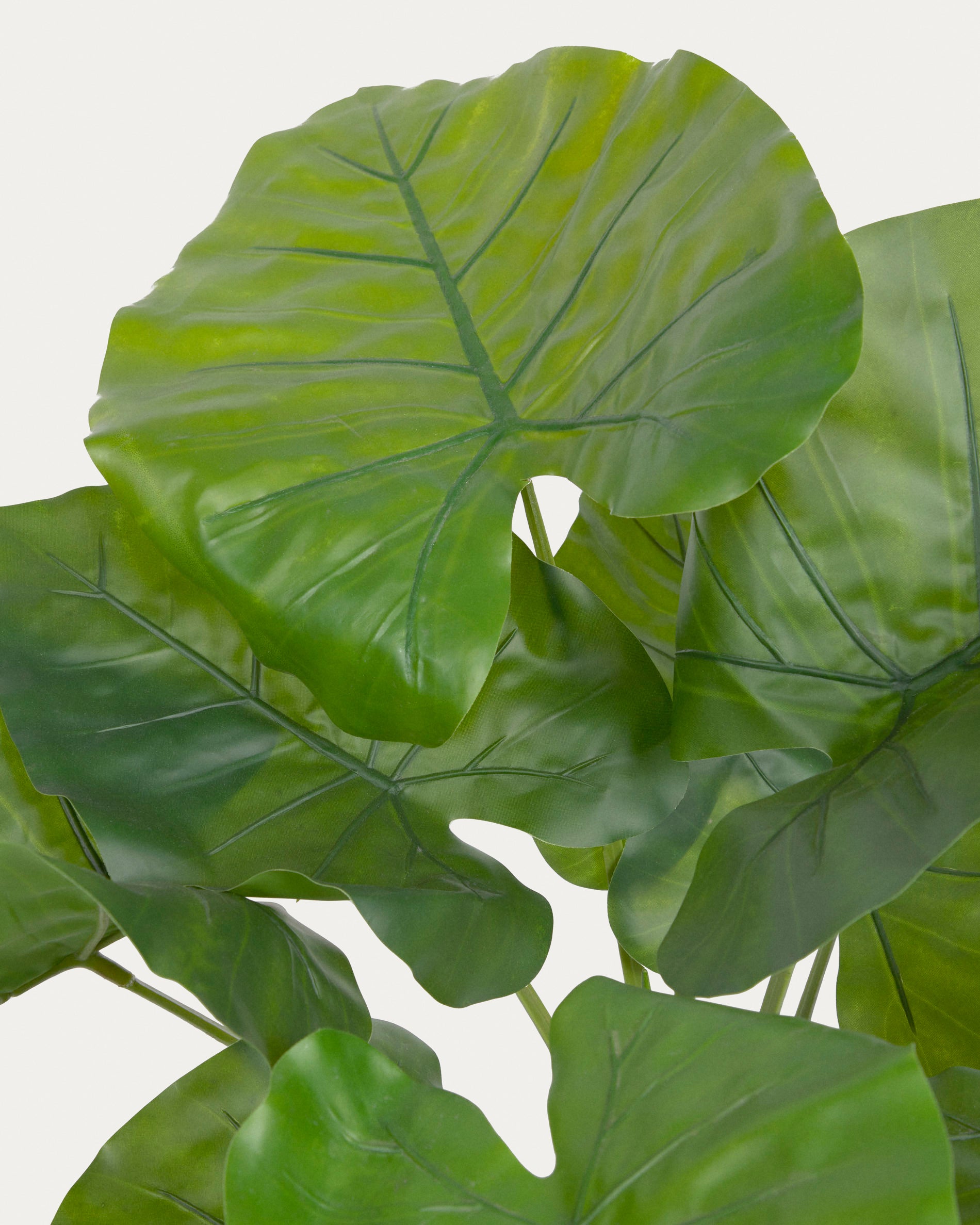 Artificial Alocasia Odora with black plantpot 57 cm - Detail