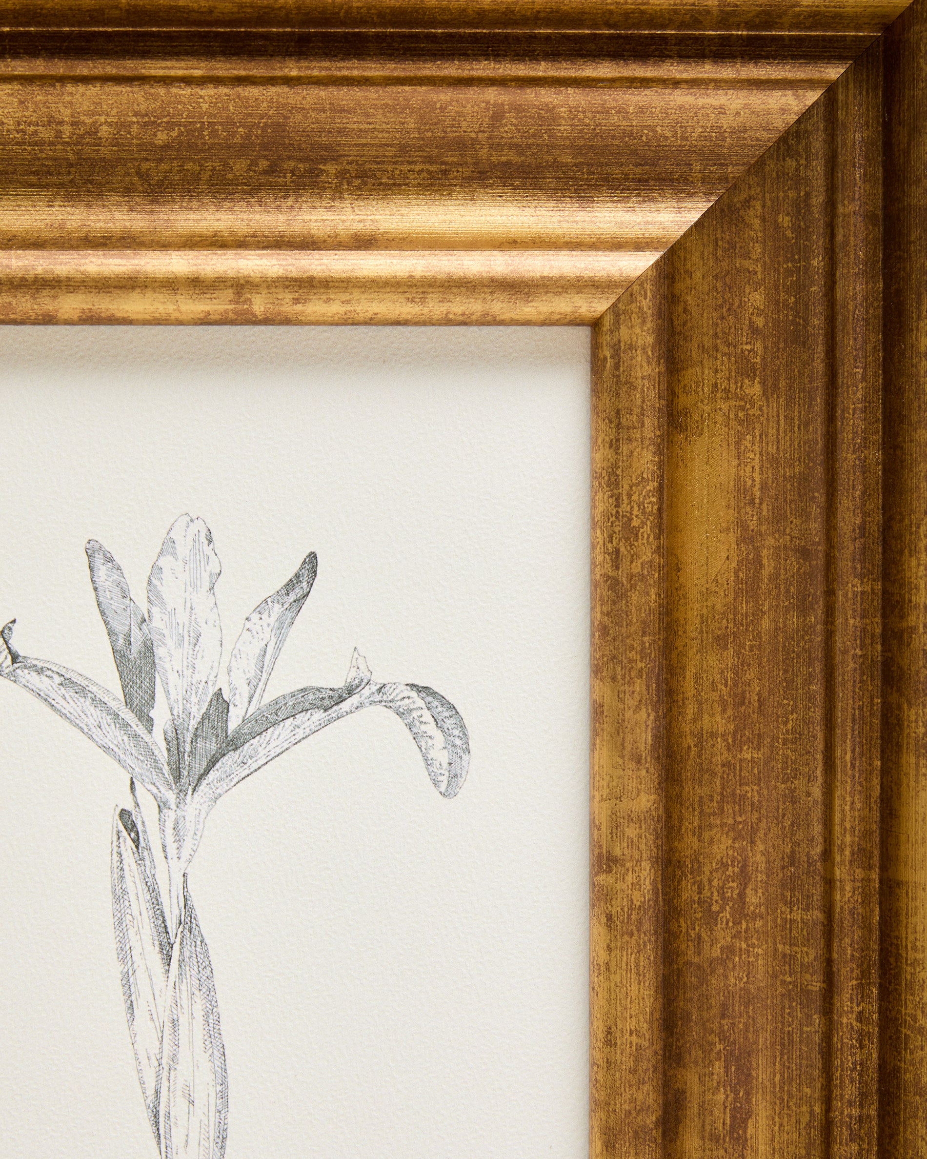 Yalira picture with botanical illustration 32.8 x 70cm - Detail