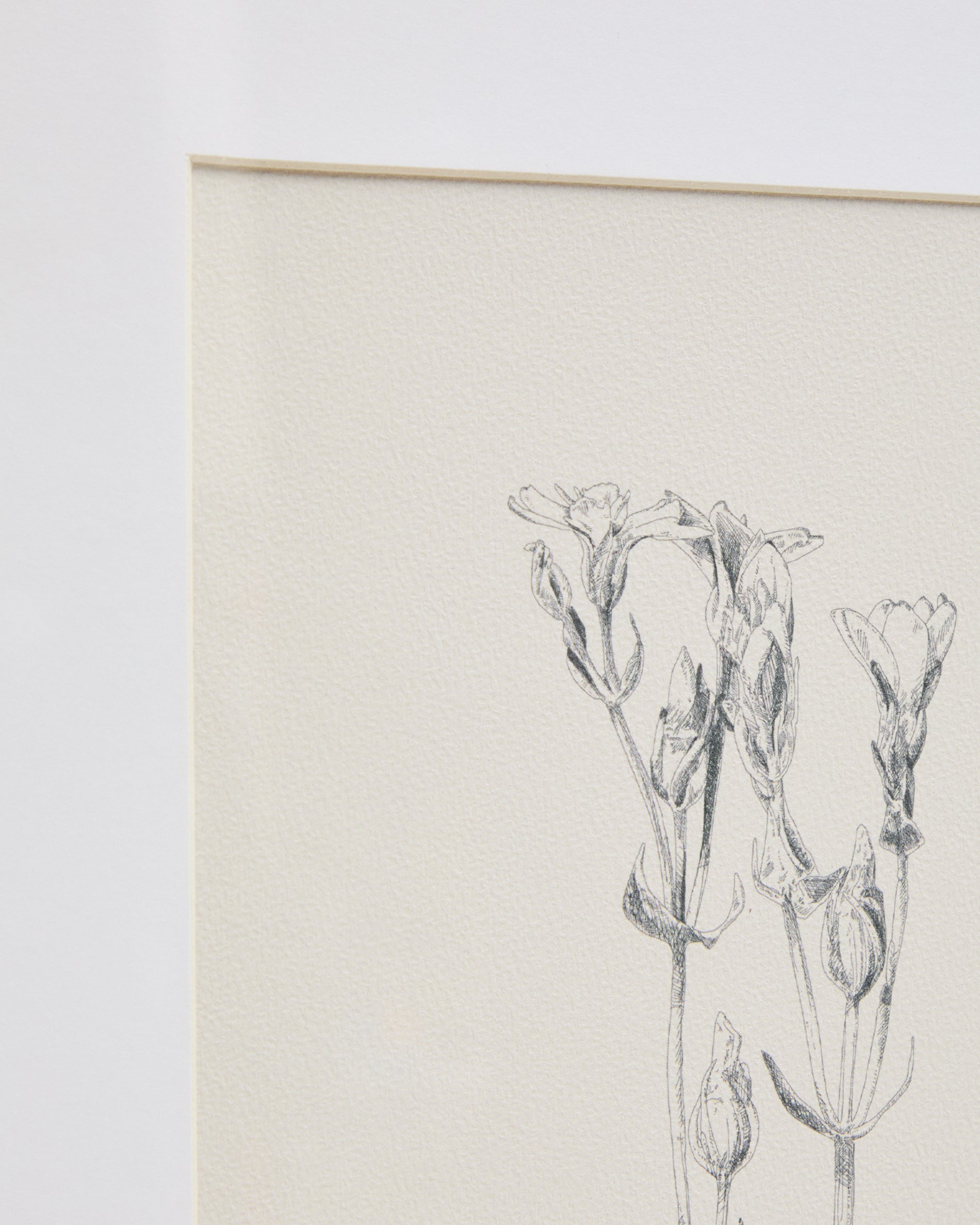Lirena picture with botanical illustration 50 x 70cm - Detail