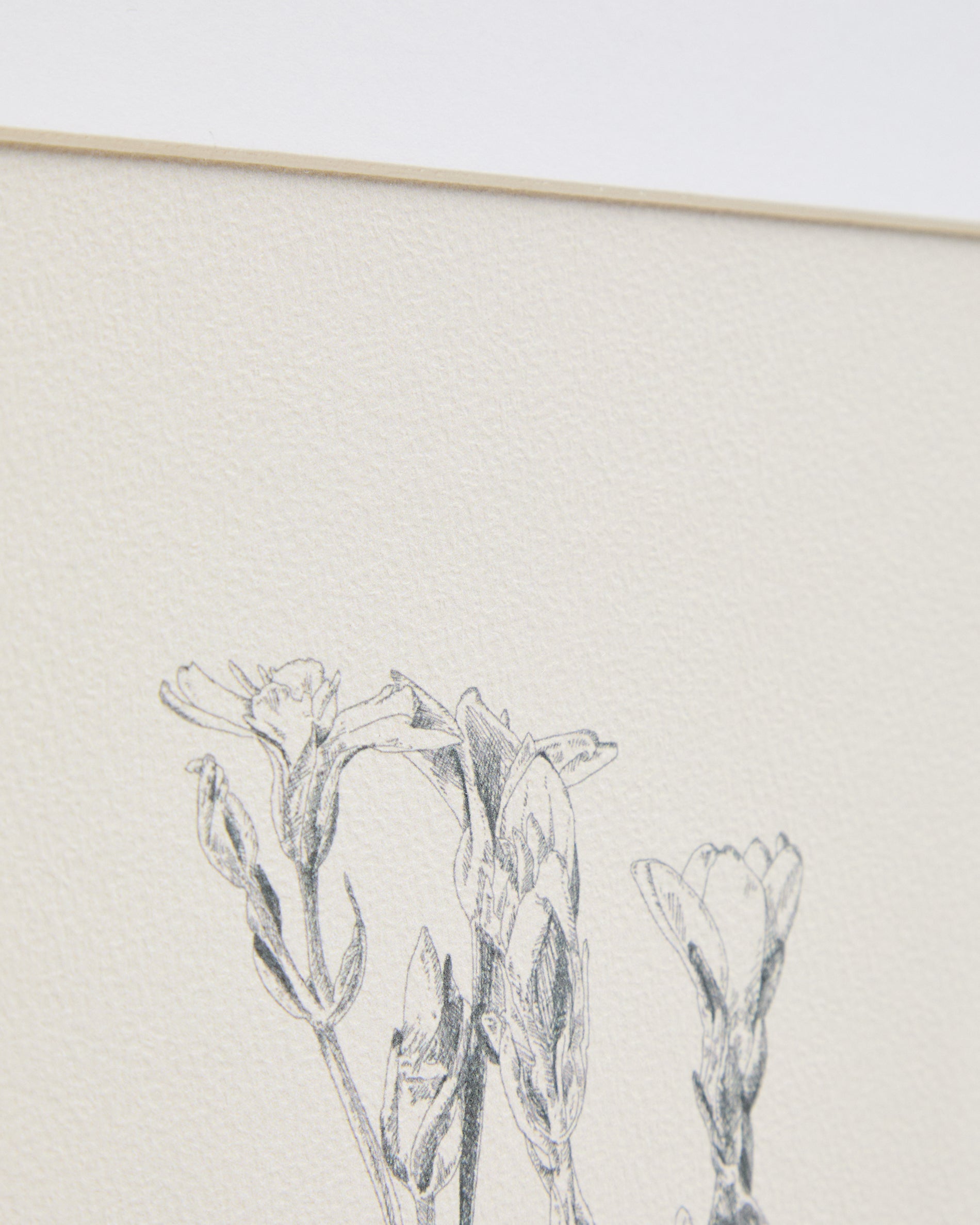 Lirena picture with botanical illustration 50 x 70cm - Detail