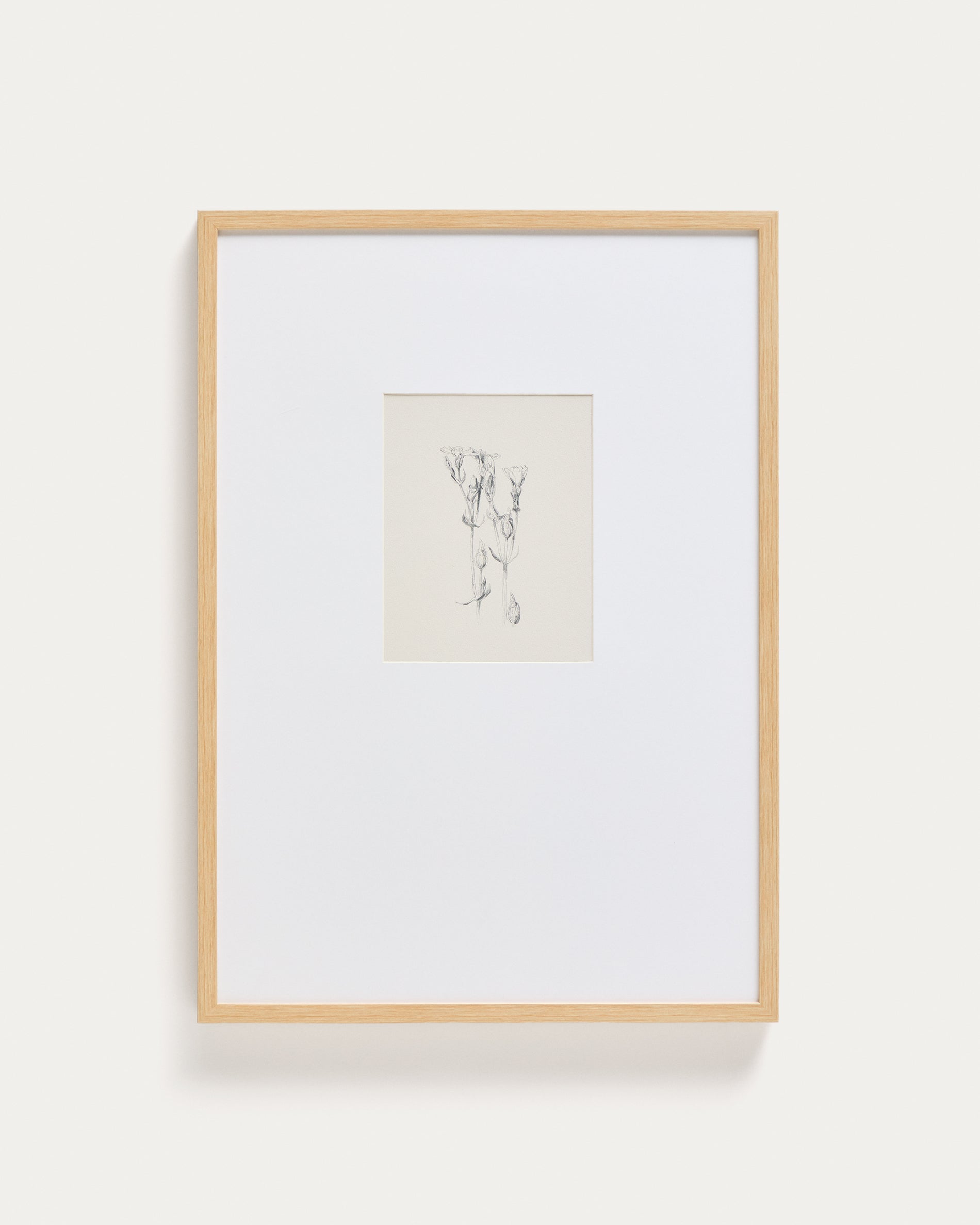 Lirena picture with botanical illustration 50 x 70cm - Product View