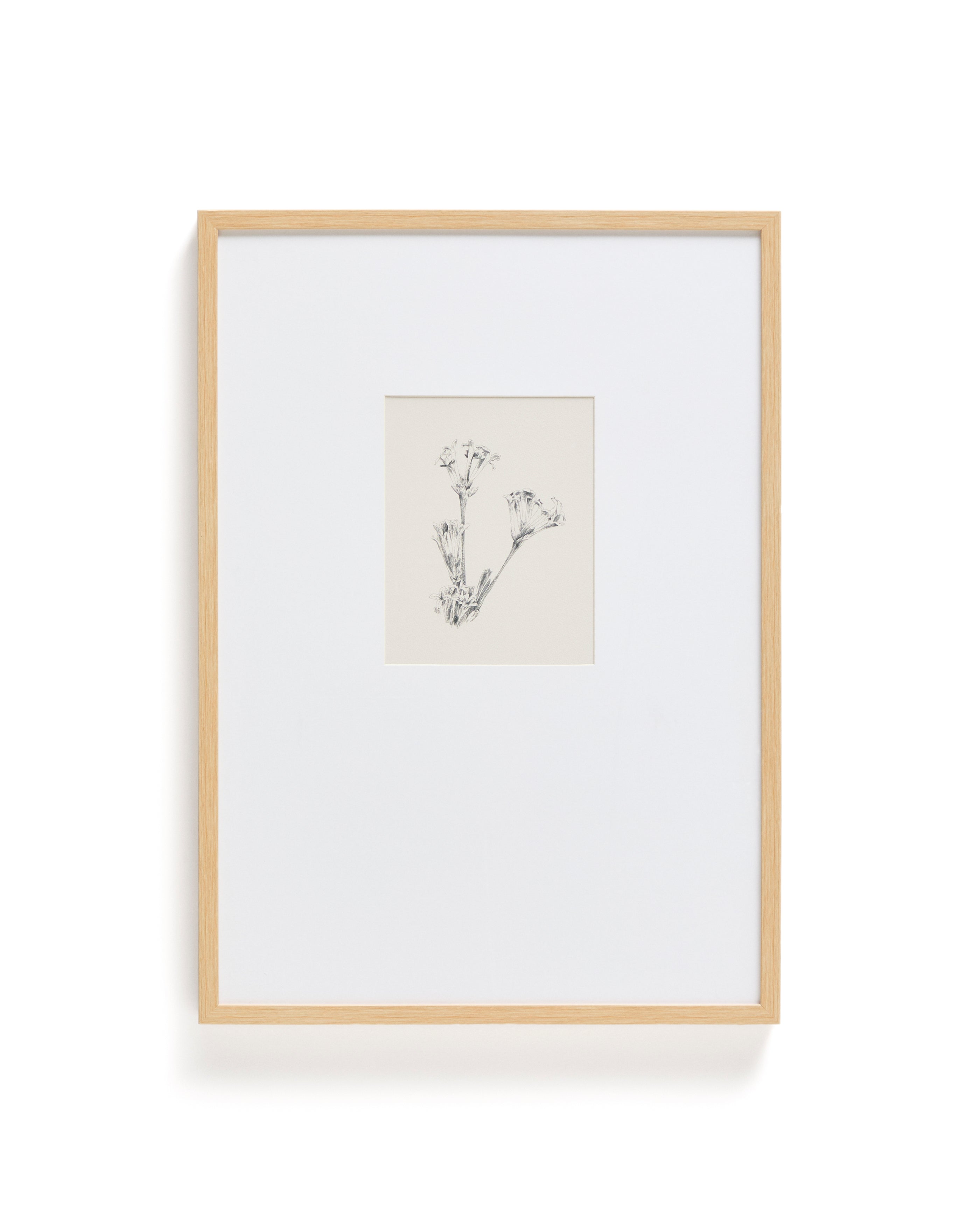 Lirena picture with botanical illustration 50 x 70cm - Product Image