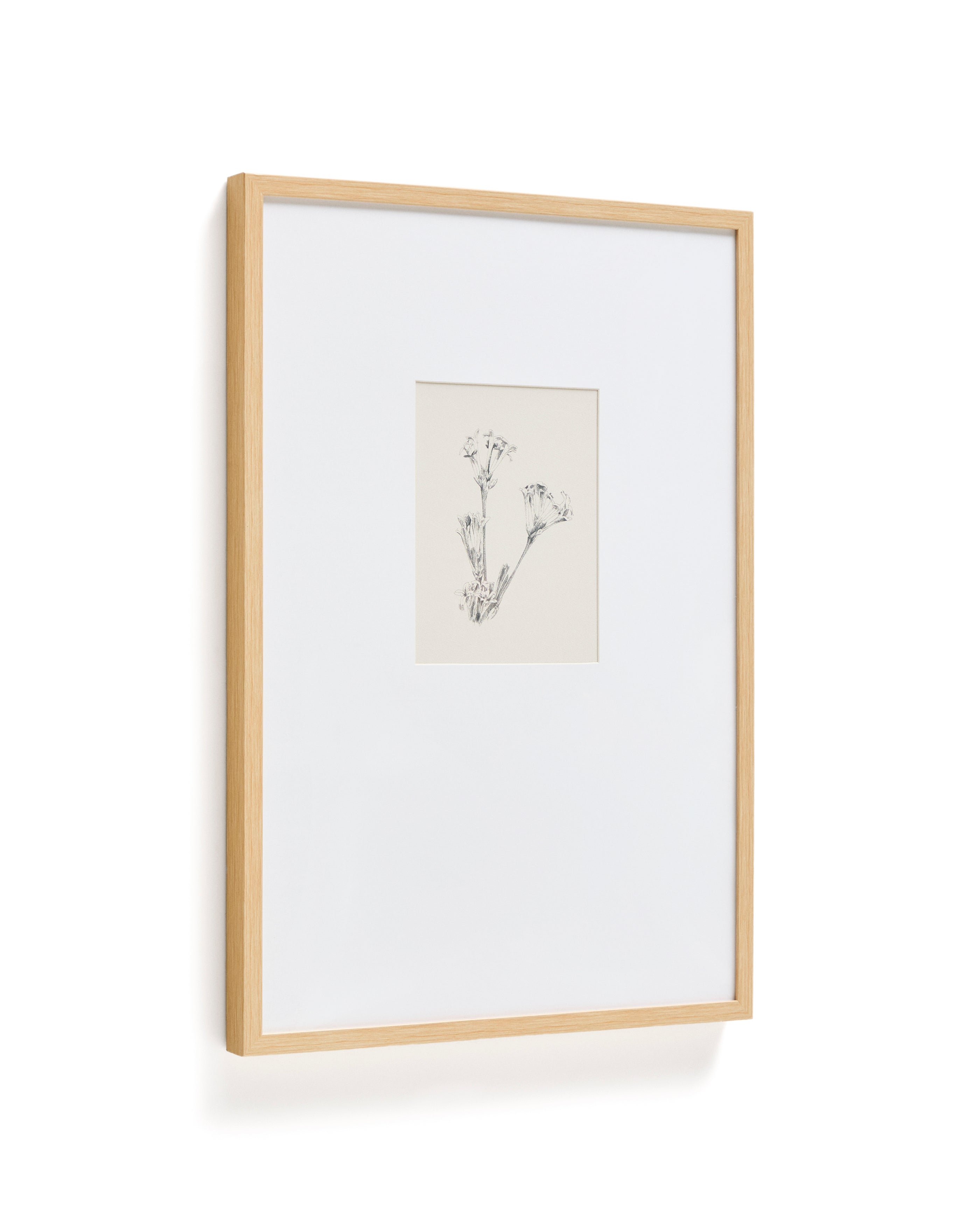 Lirena picture with botanical illustration 50 x 70cm - Product Image