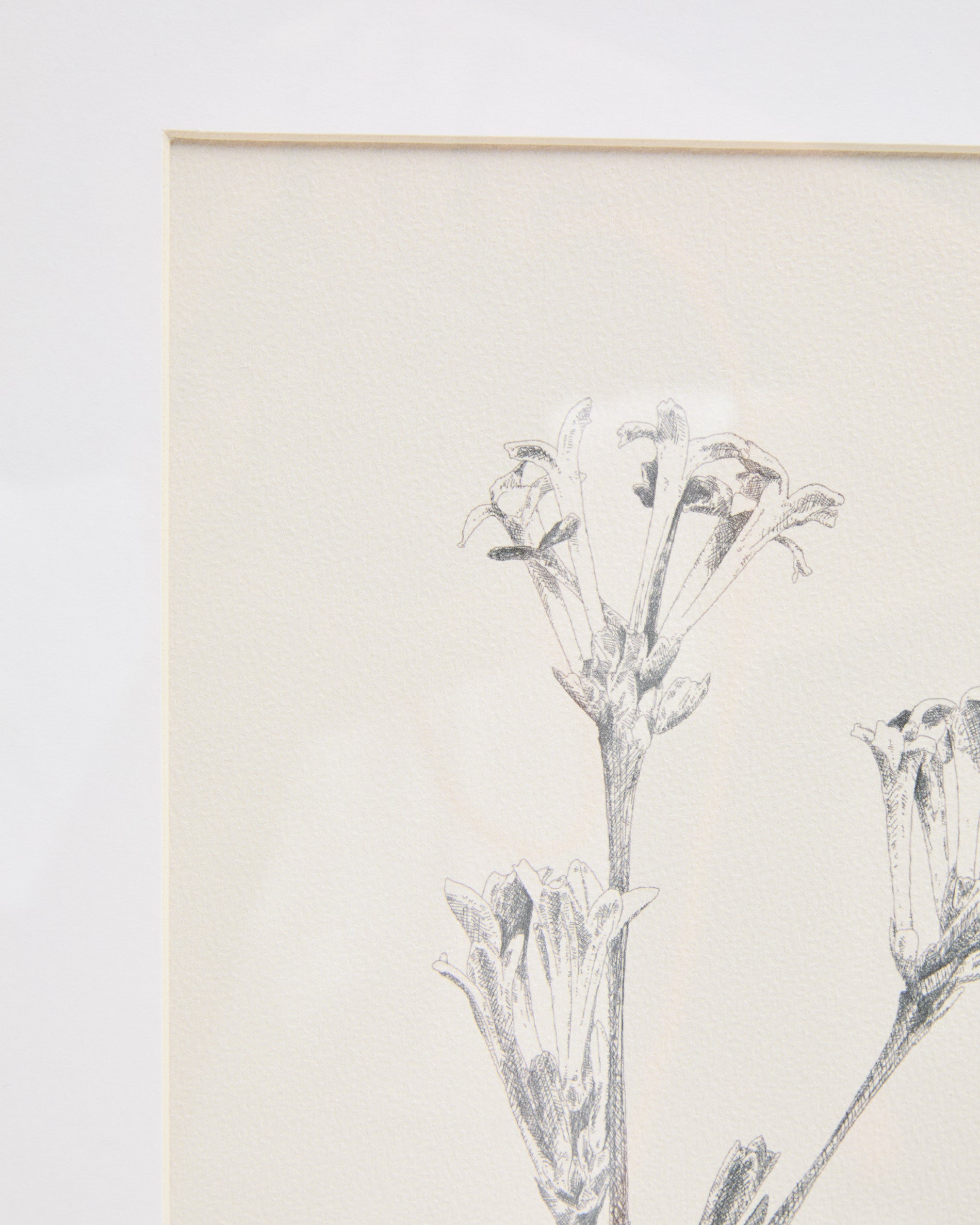 Lirena picture with botanical illustration 50 x 70cm - Detail