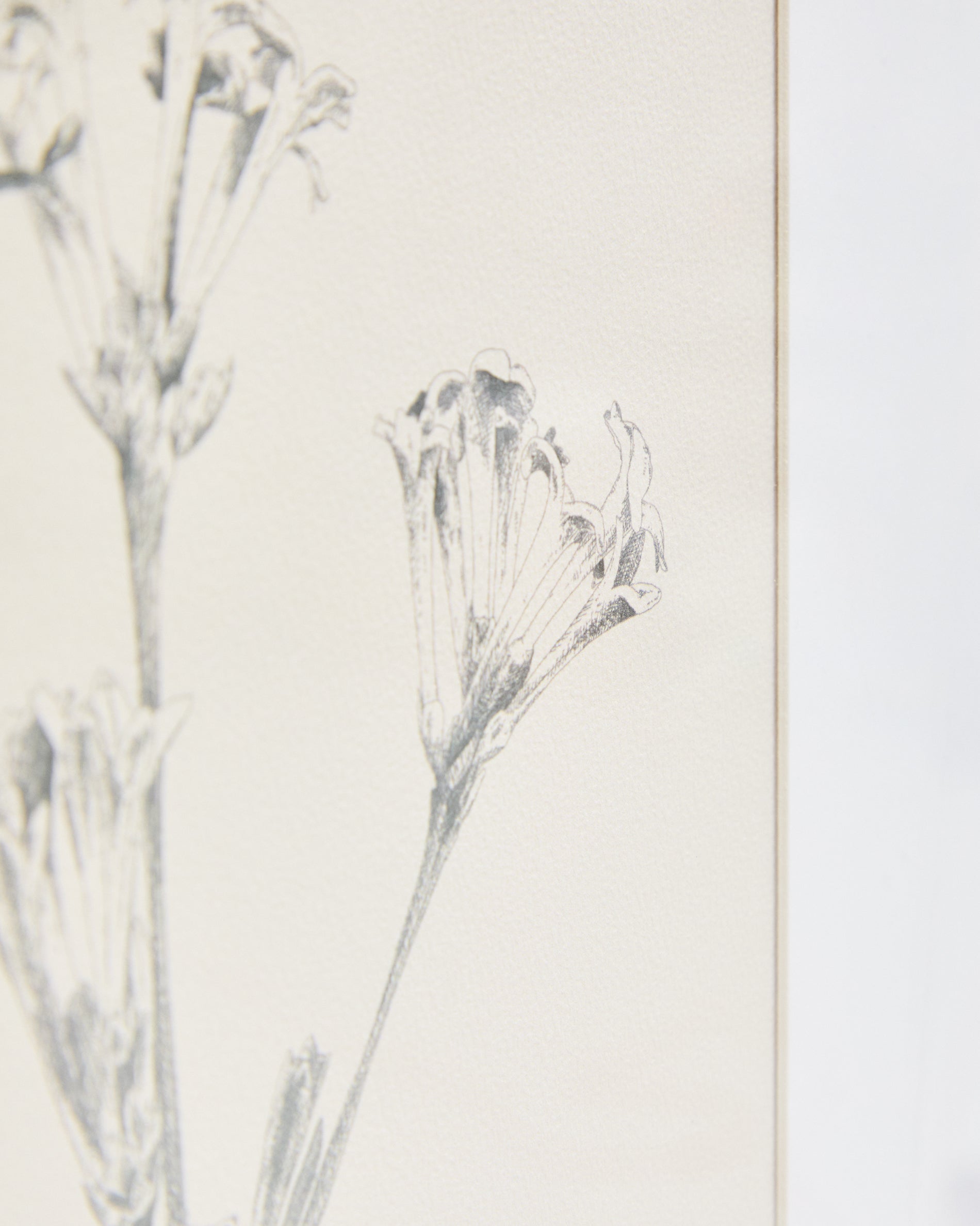 Lirena picture with botanical illustration 50 x 70cm - Detail