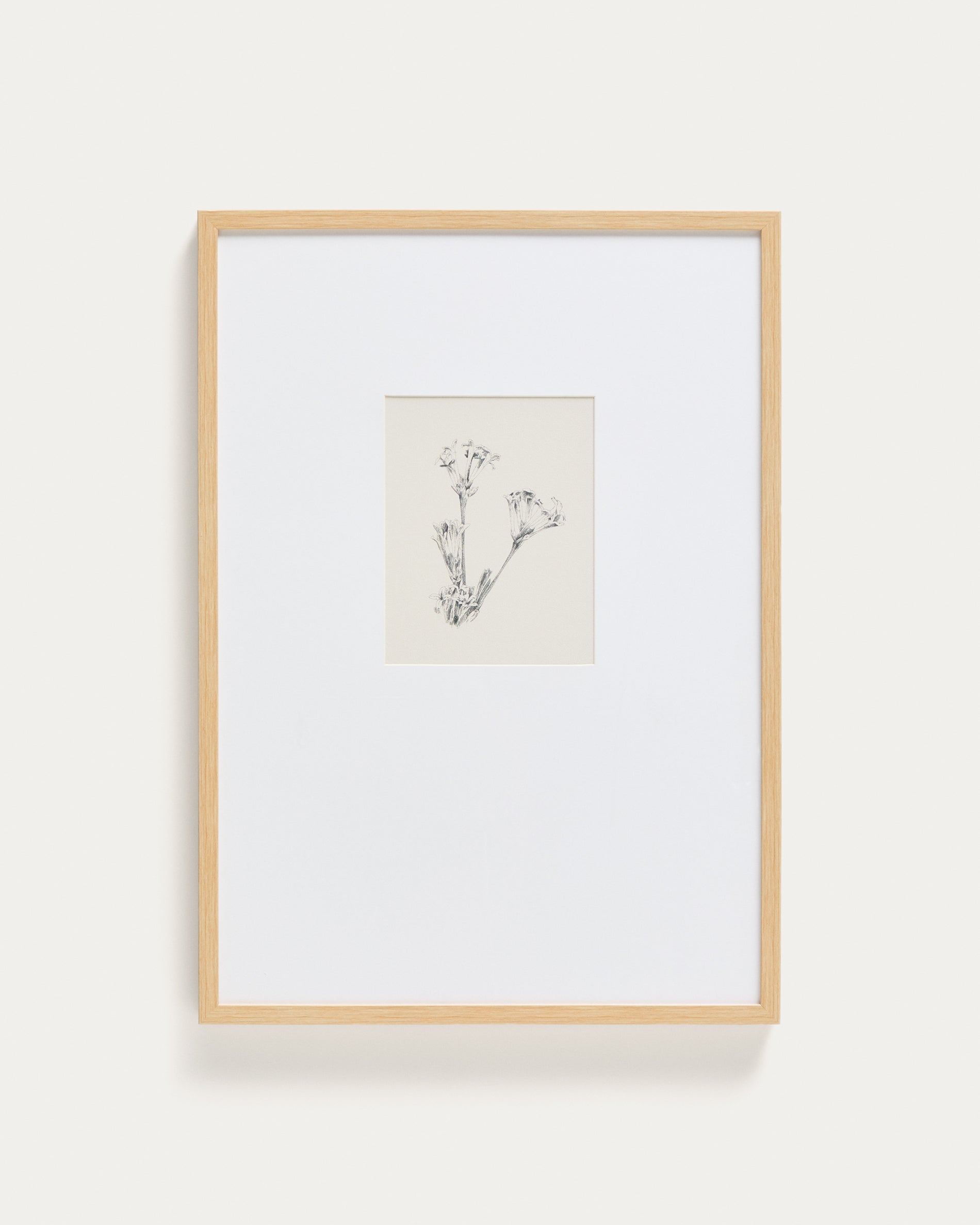 Lirena picture with botanical illustration 50 x 70cm - Product View