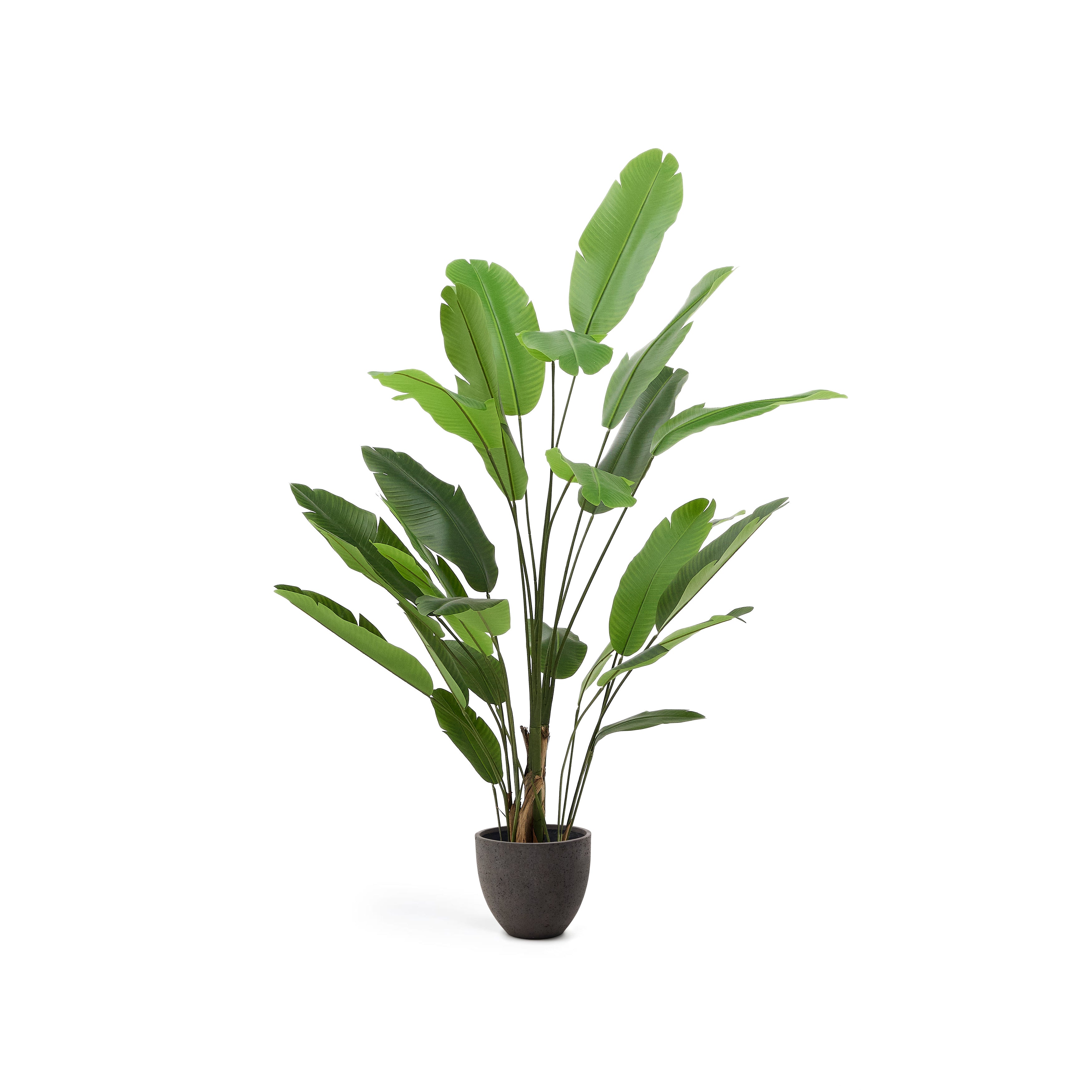 Artificial Banana plant in black pot 210 cm - Product Image