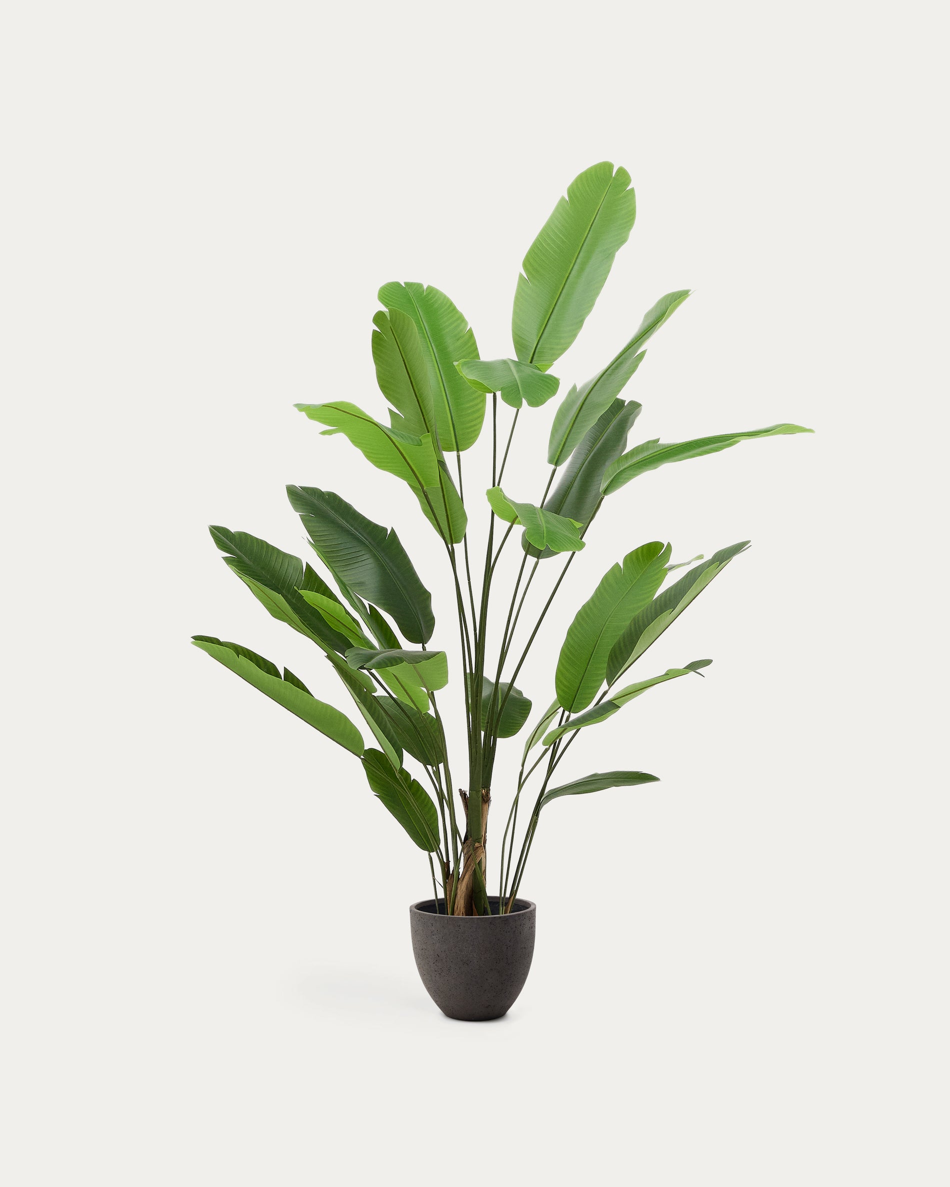 Artificial Banana plant in black pot 210 cm - Product View