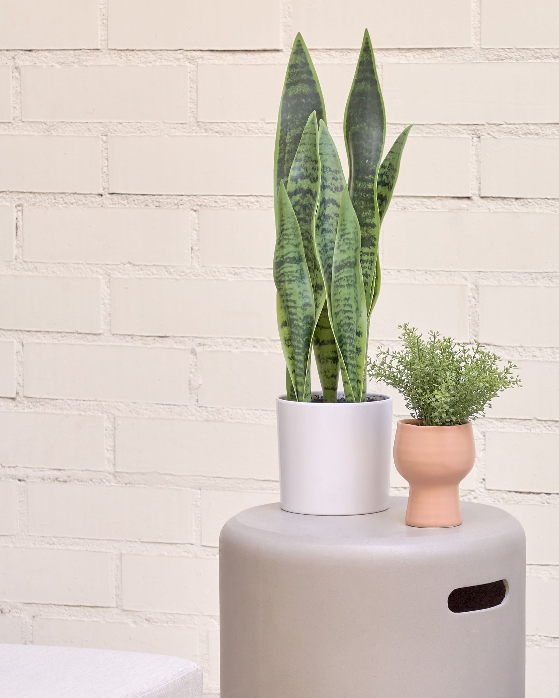 Artificial Sansevieria with white plantpot 55 cm - Lifestyle