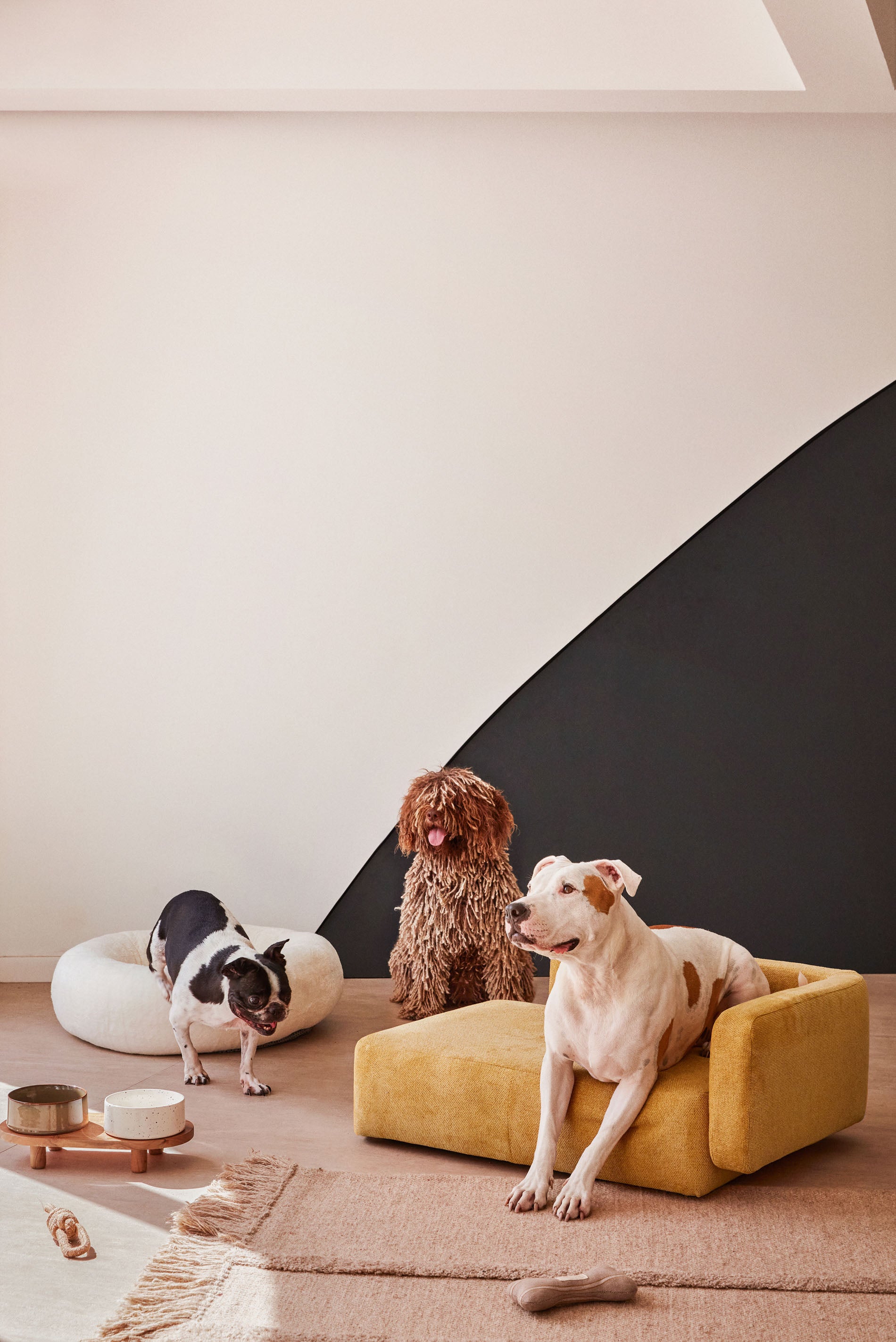 Bowie cover for small bed for pets in mustard, 63 x 80 cm - Lifestyle