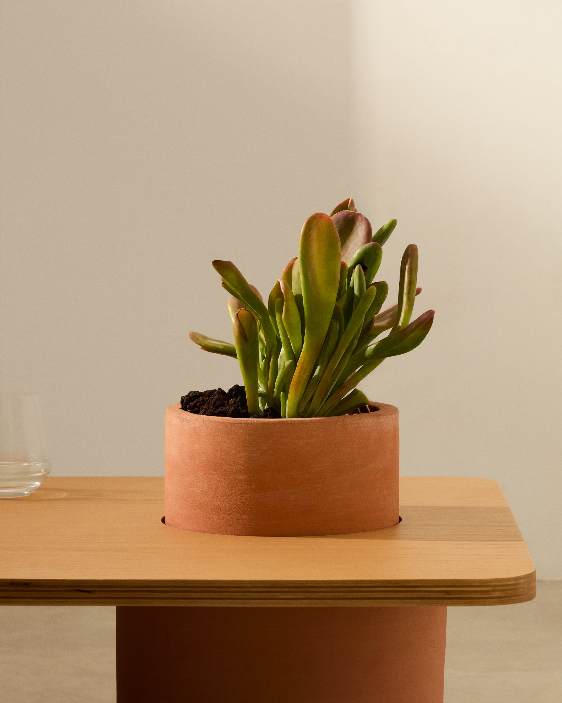 Olaria terracotta coffee table with an oak veneer in a natural finish, 110 x 60 cm - Lifestyle