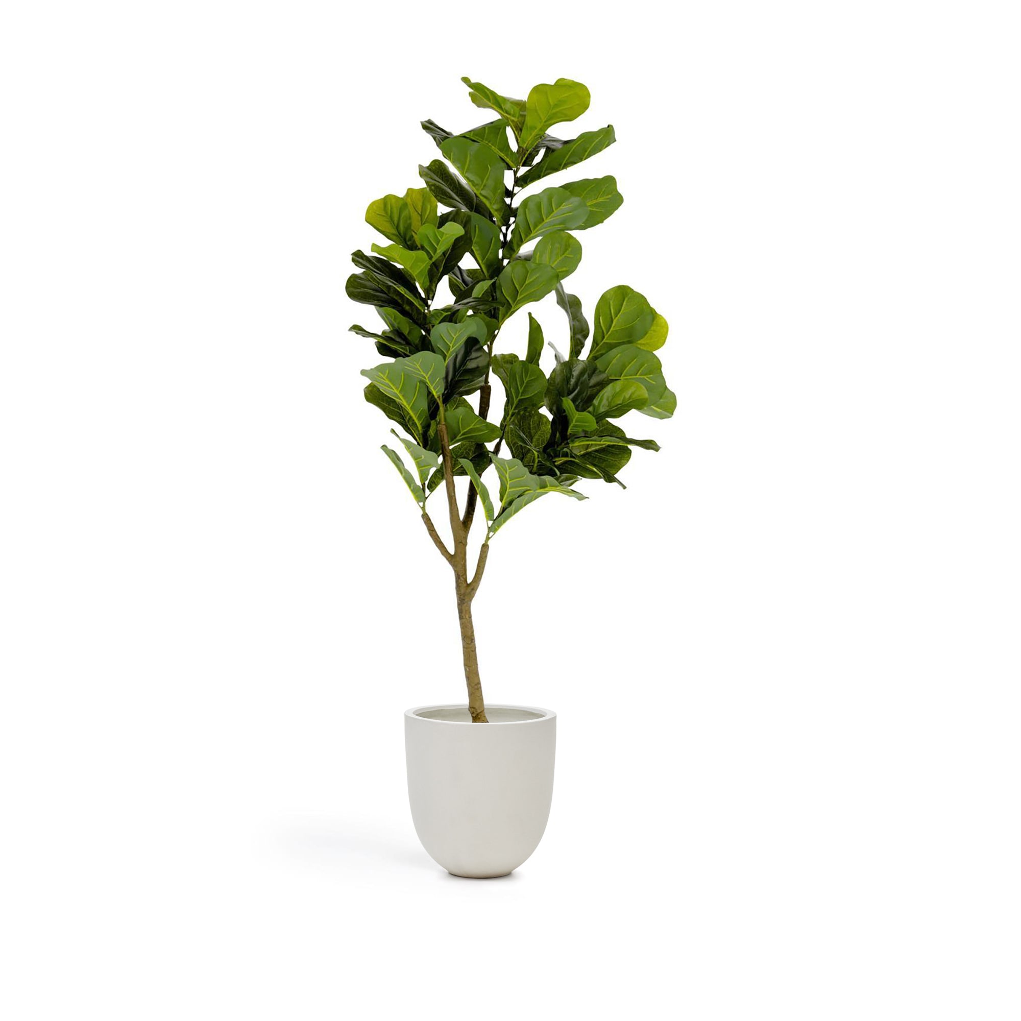 Ficus artificial 150 cm - Product Image