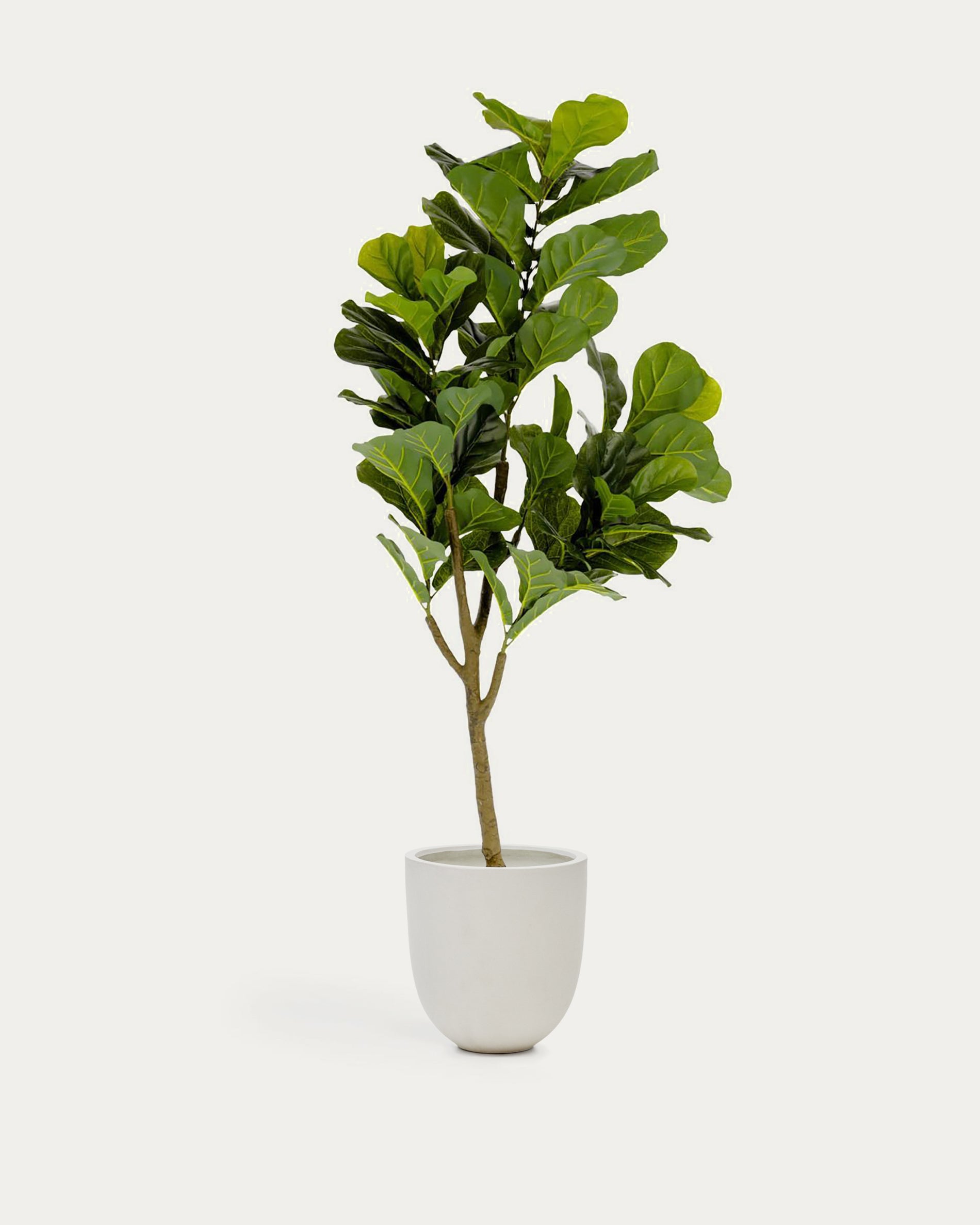 Ficus artificial 150 cm - Product View