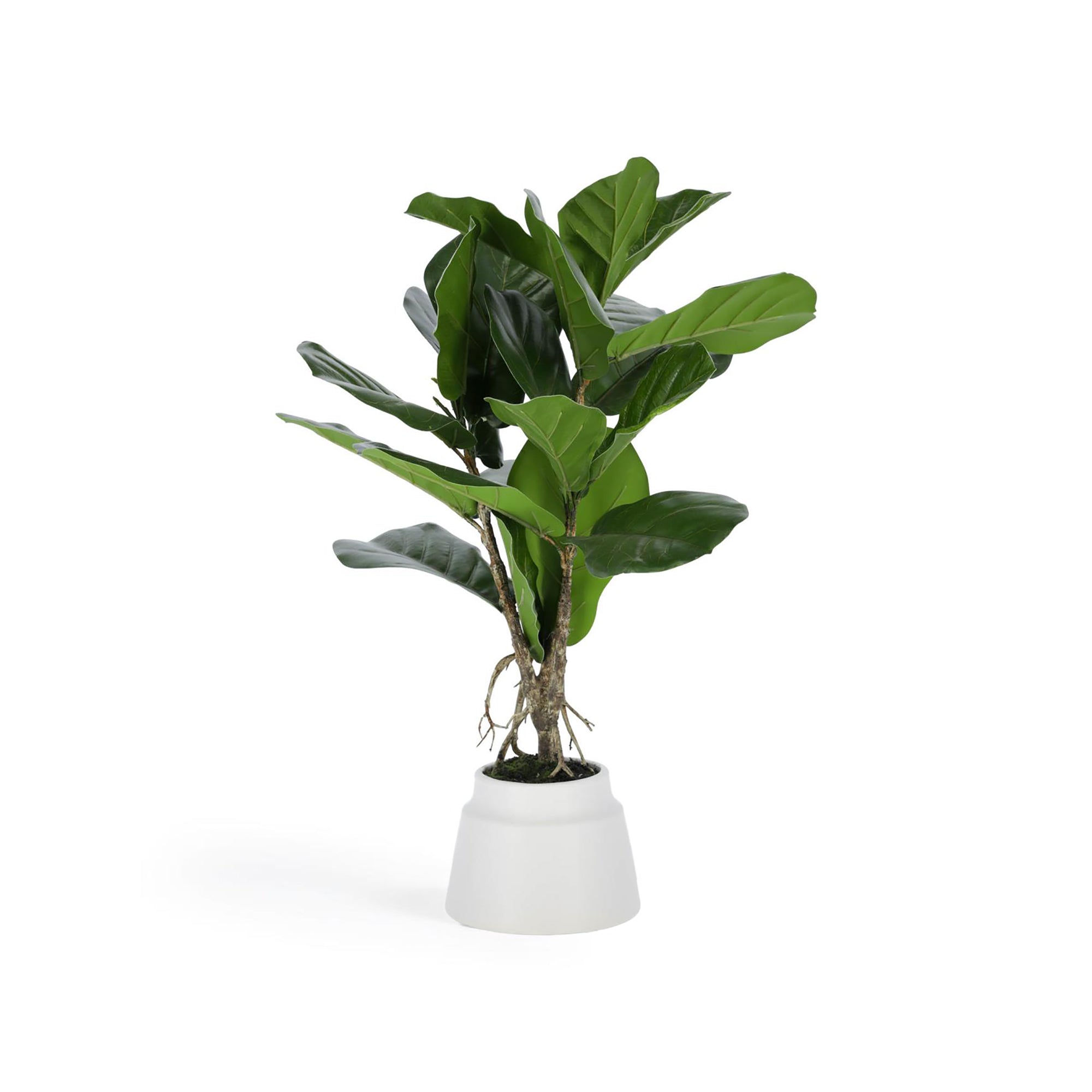 Lyrata artificial plant 60 cm - Product Image