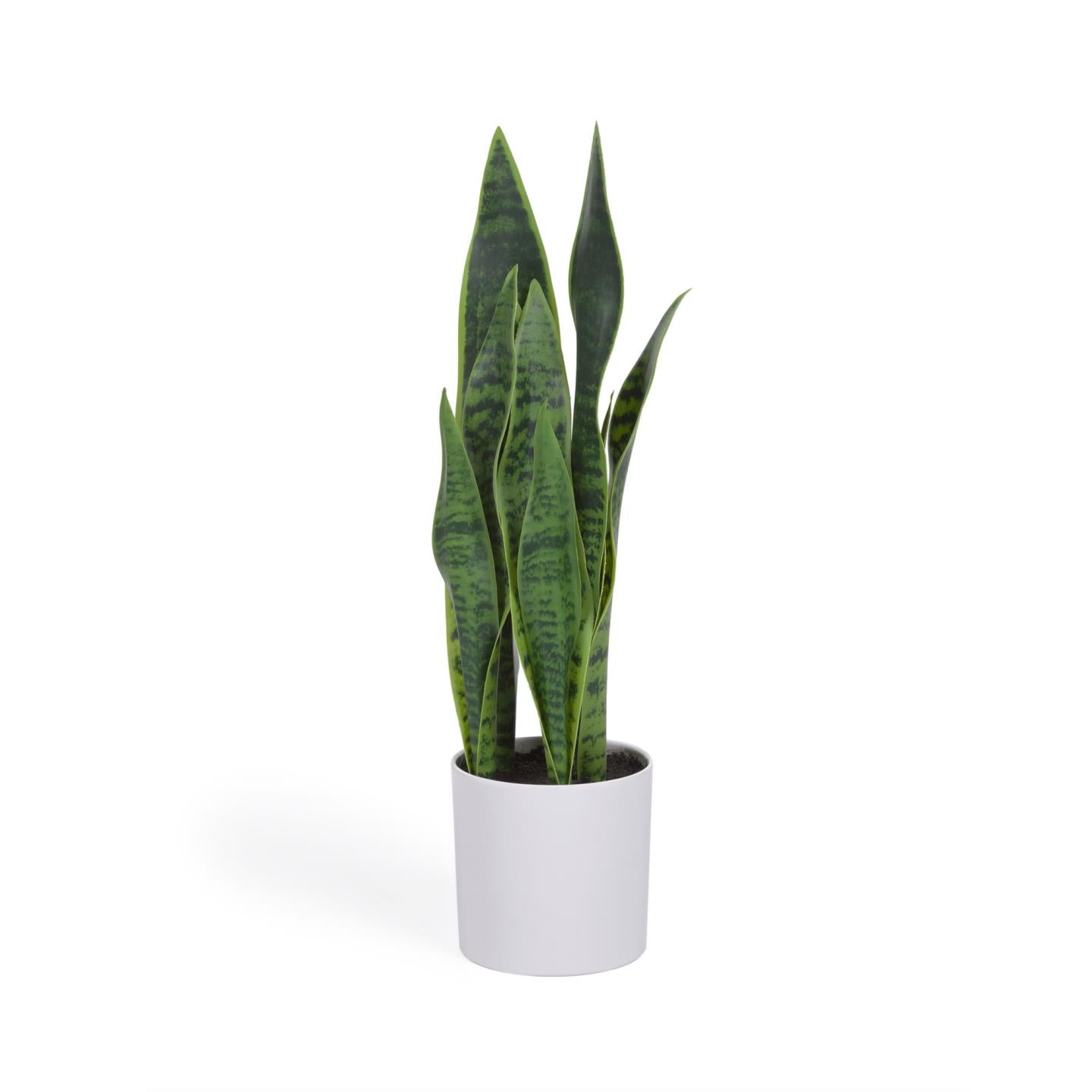Artificial Sansevieria with white plantpot 55 cm - Product Image