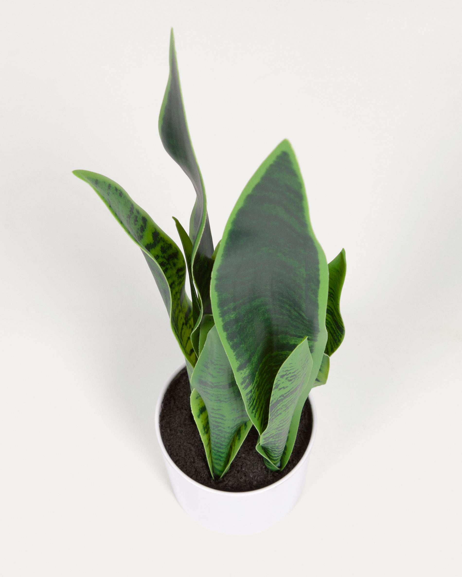 Artificial Sansevieria with white plantpot 55 cm - Detail