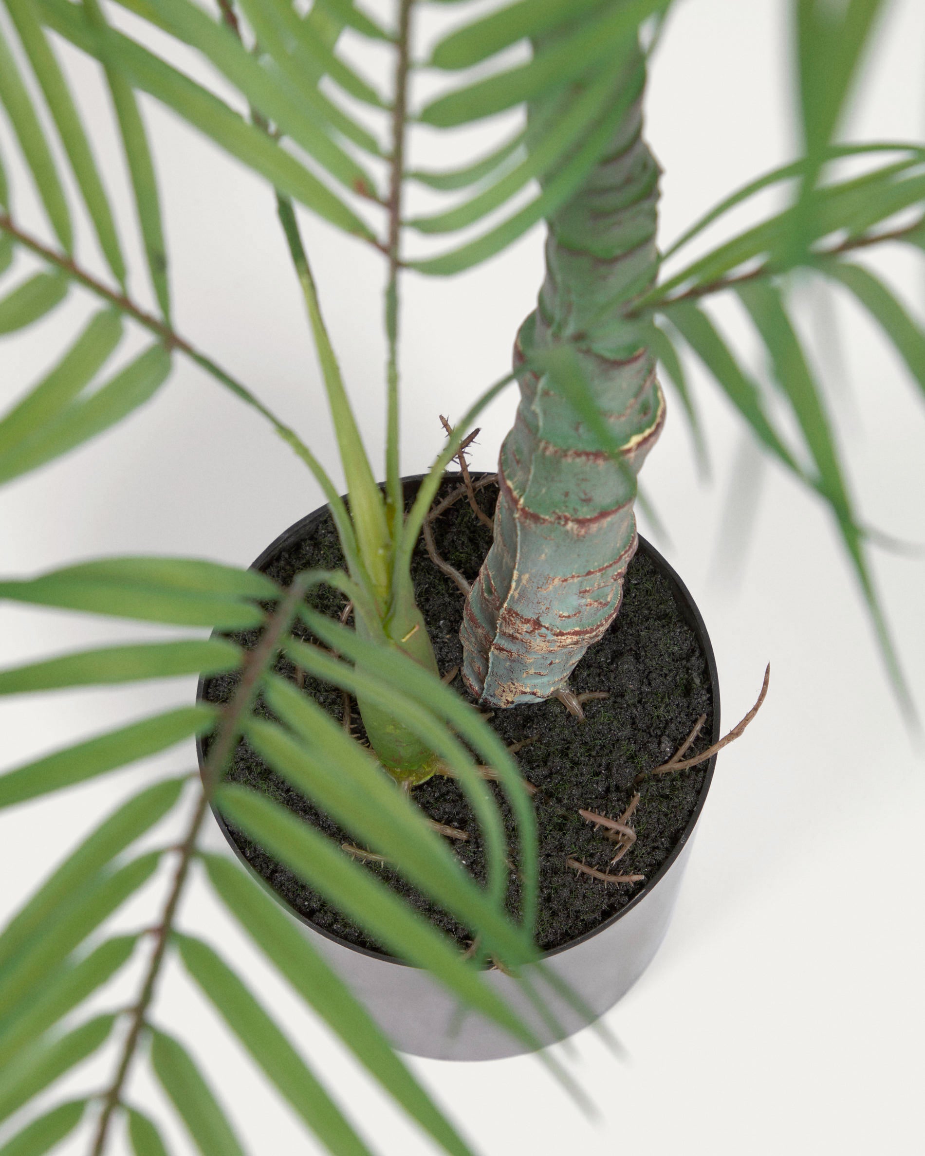 Artificial Palm Tree with black plantpot 70 cm - Detail