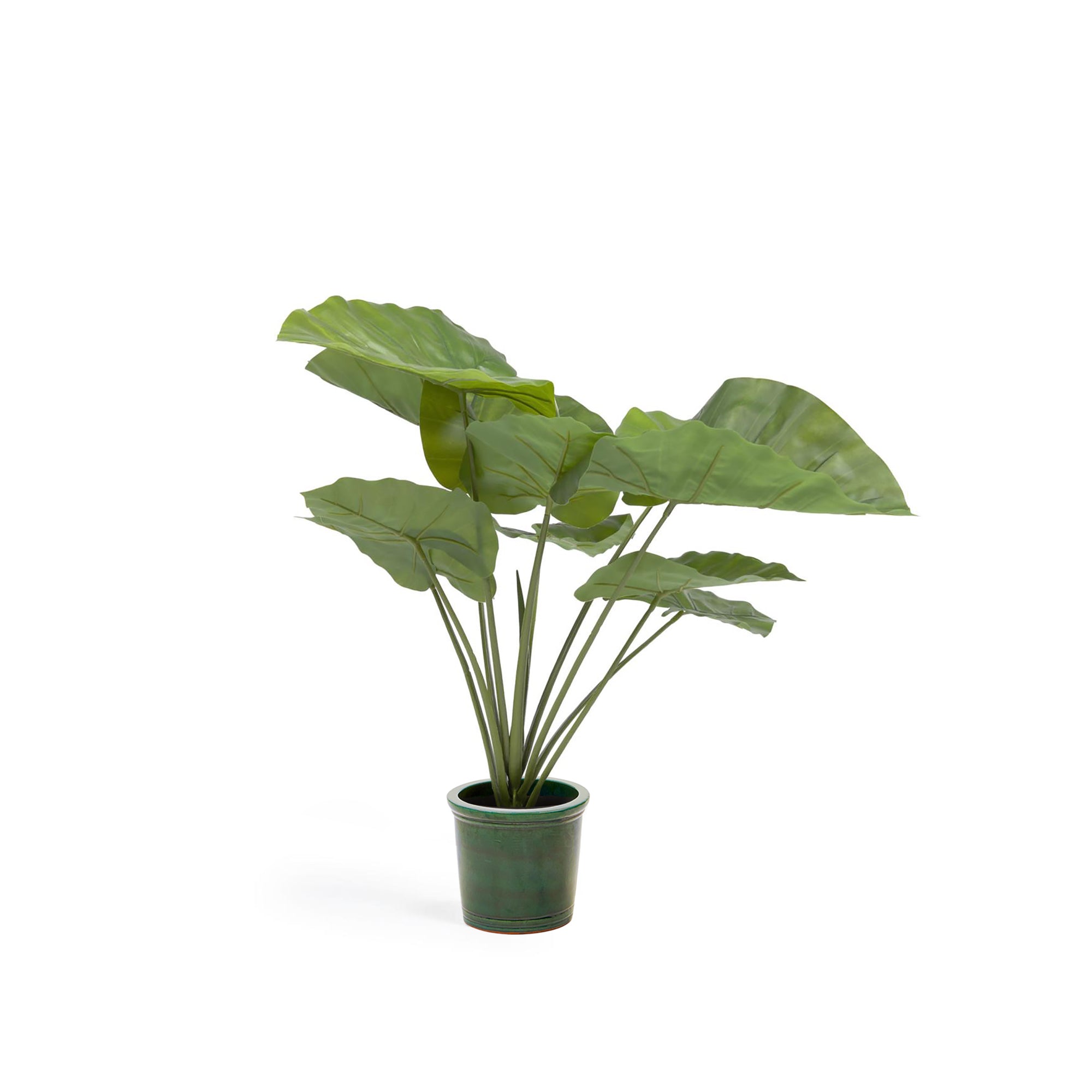Artificial Alocasia Odora with black plantpot 57 cm - Product Image