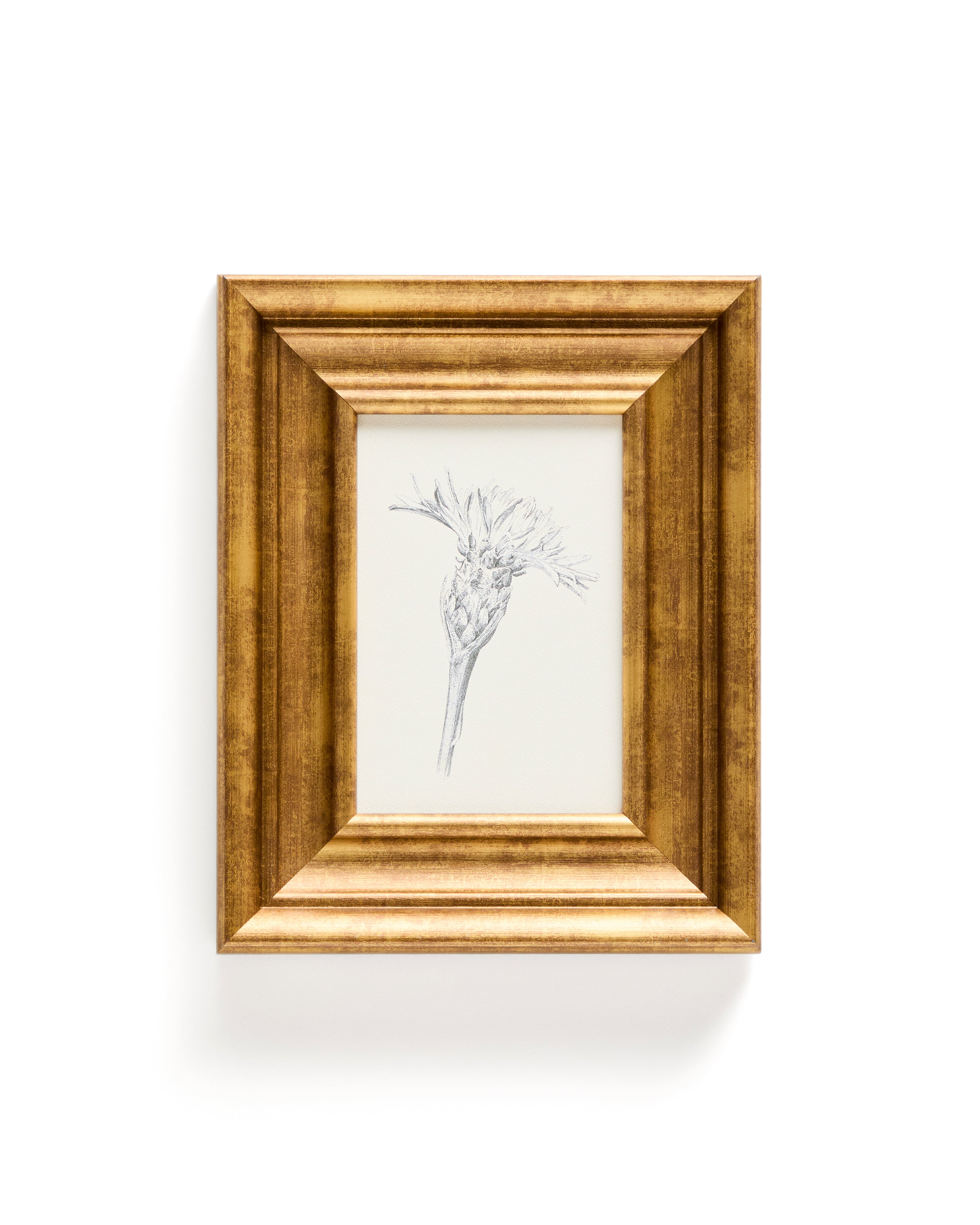 Yalira picture with botanical illustration 32.8 x 70cm - Product Image