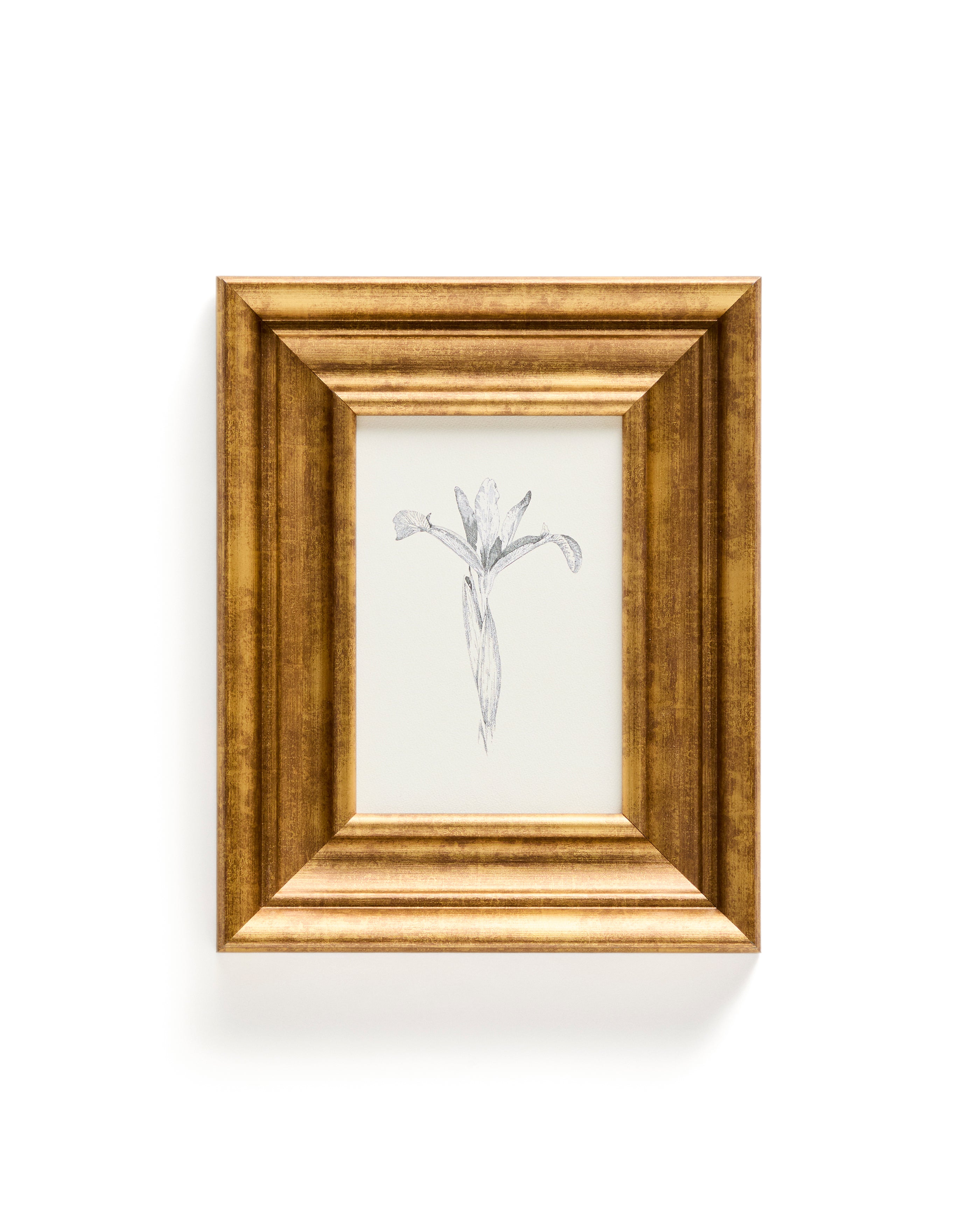 Yalira picture with botanical illustration 32.8 x 70cm - Product Image