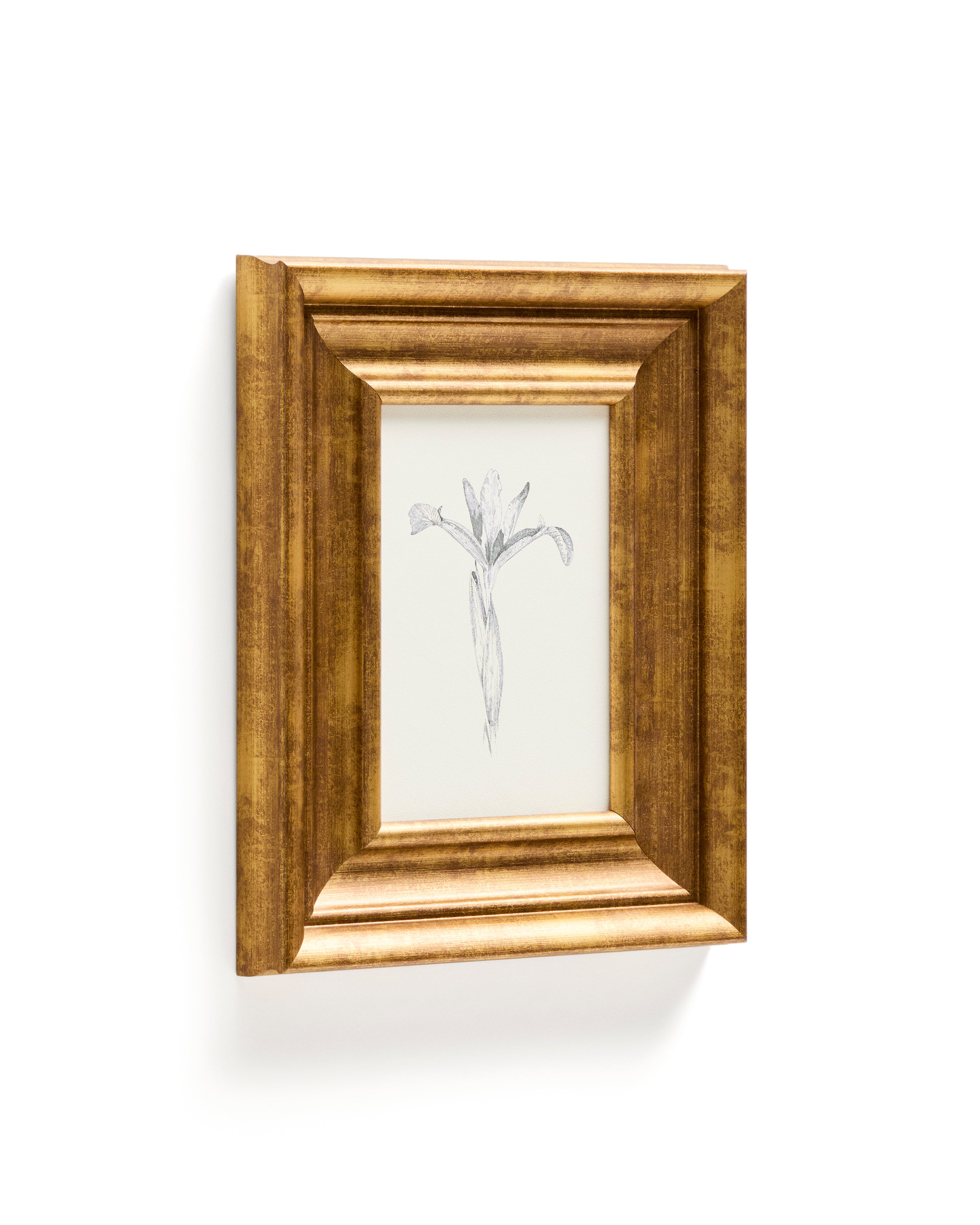 Yalira picture with botanical illustration 32.8 x 70cm - Product Image