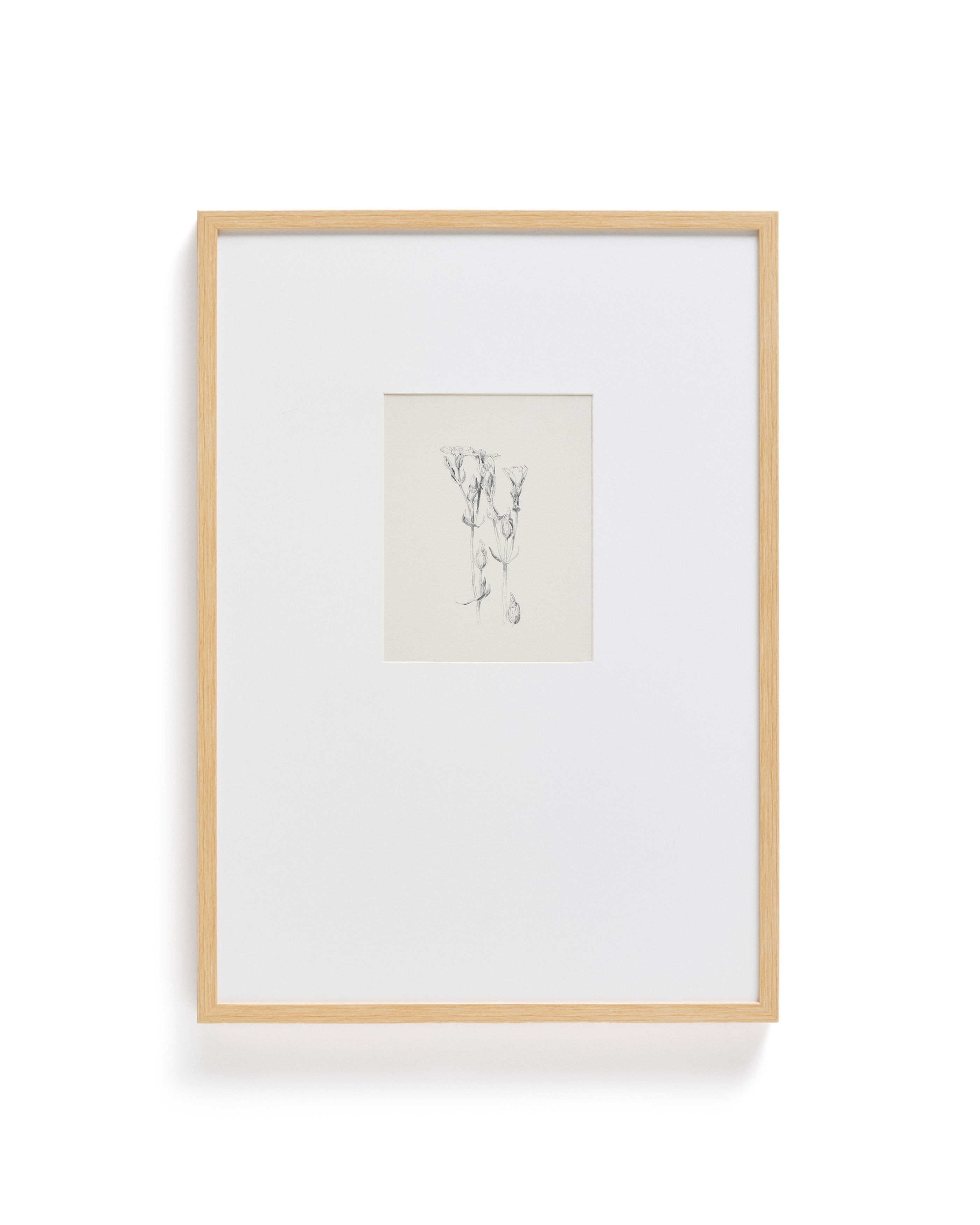 Lirena picture with botanical illustration 50 x 70cm - Product Image