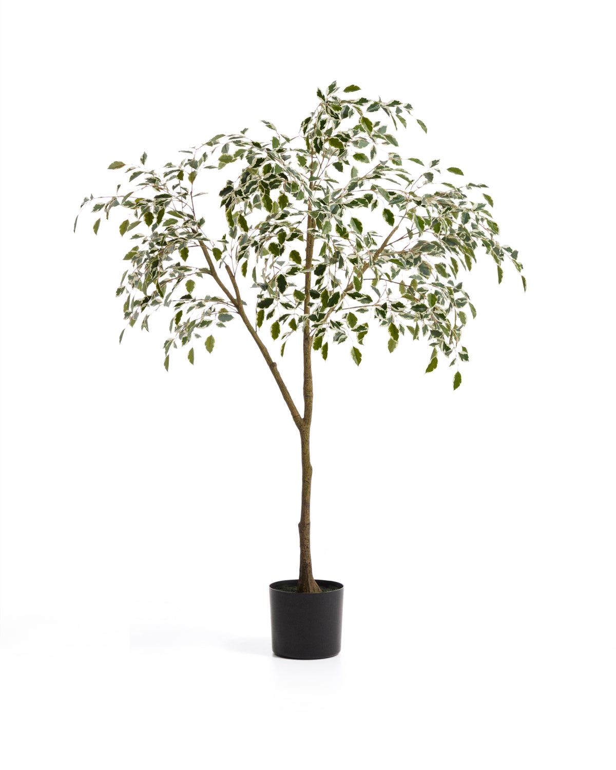 Artificial Ficus Benjamina tree with black pot 180 cm - Product Image