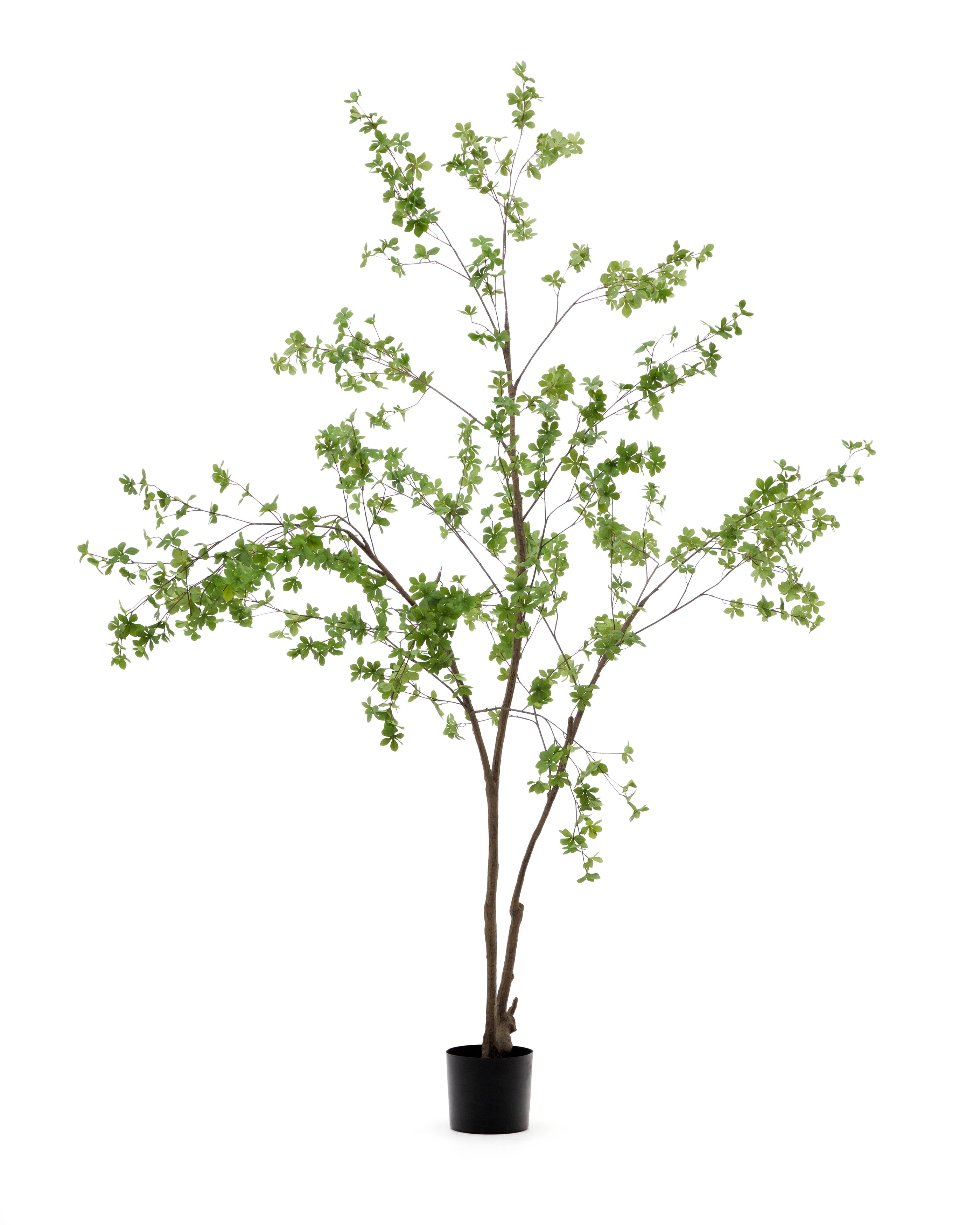 Enkianthus artificial tree with black pot 214 cm - Product Image