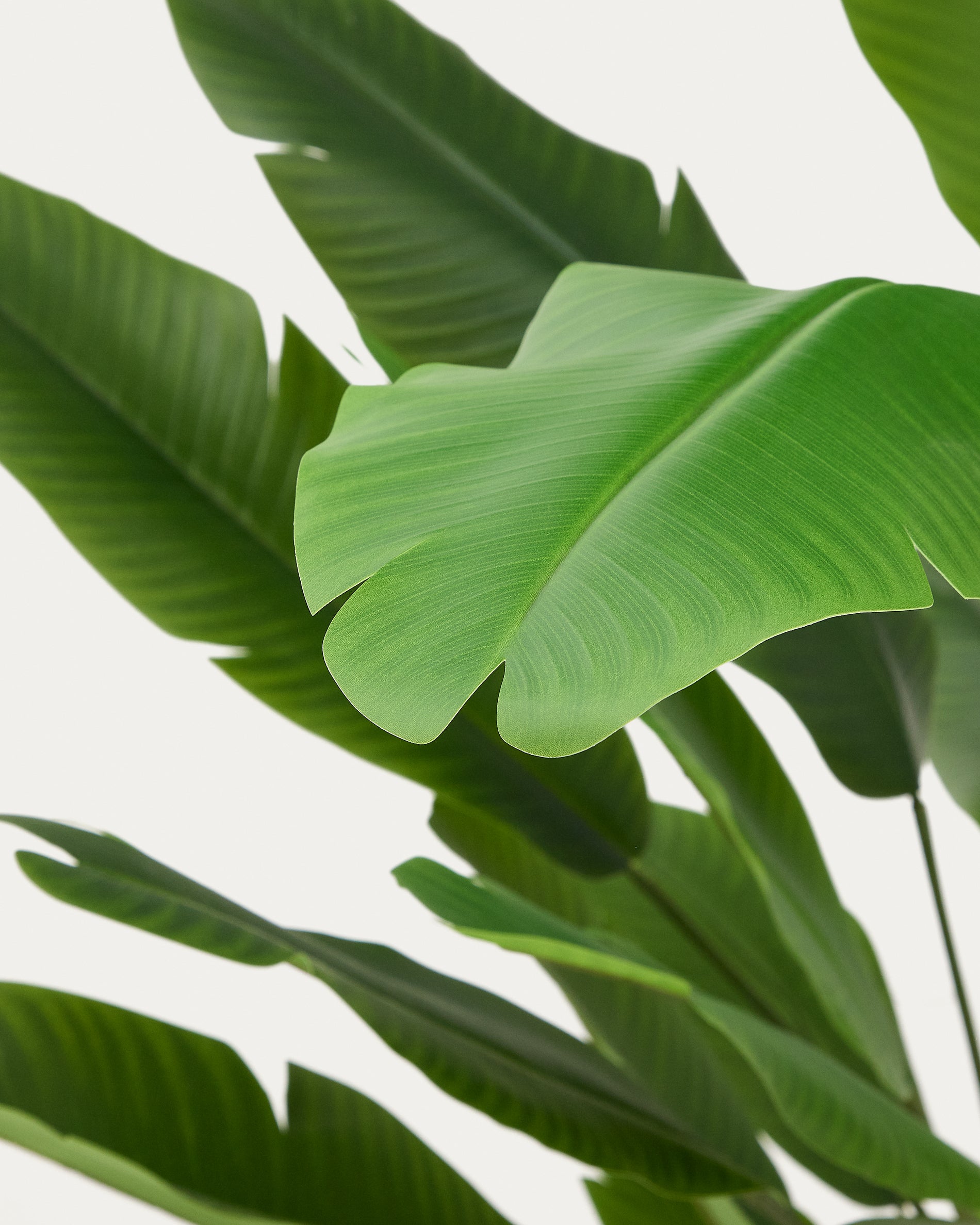Artificial Banana plant in black pot 210 cm - Detail