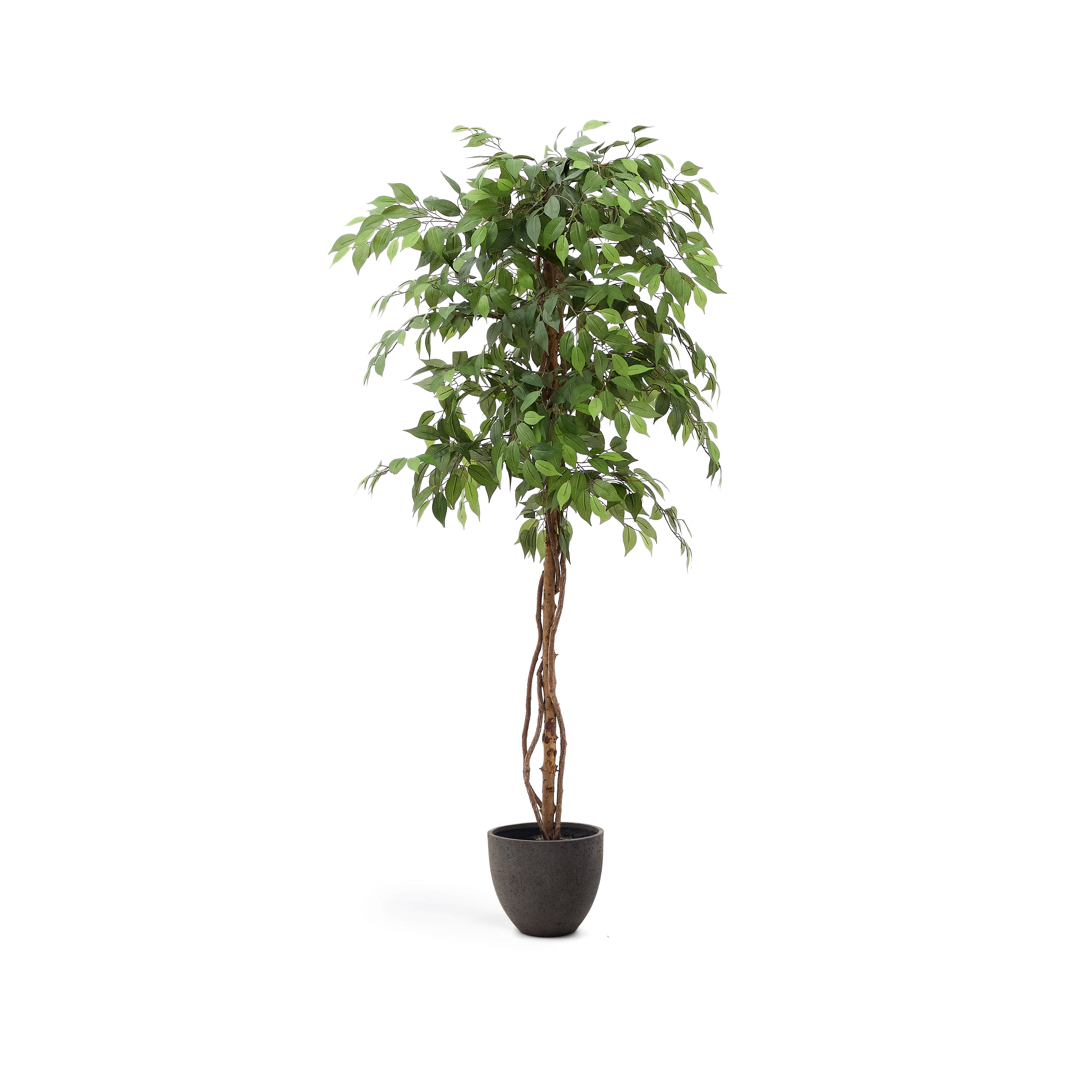 Artificial Ficus tree in black pot 180 cm - Product Image