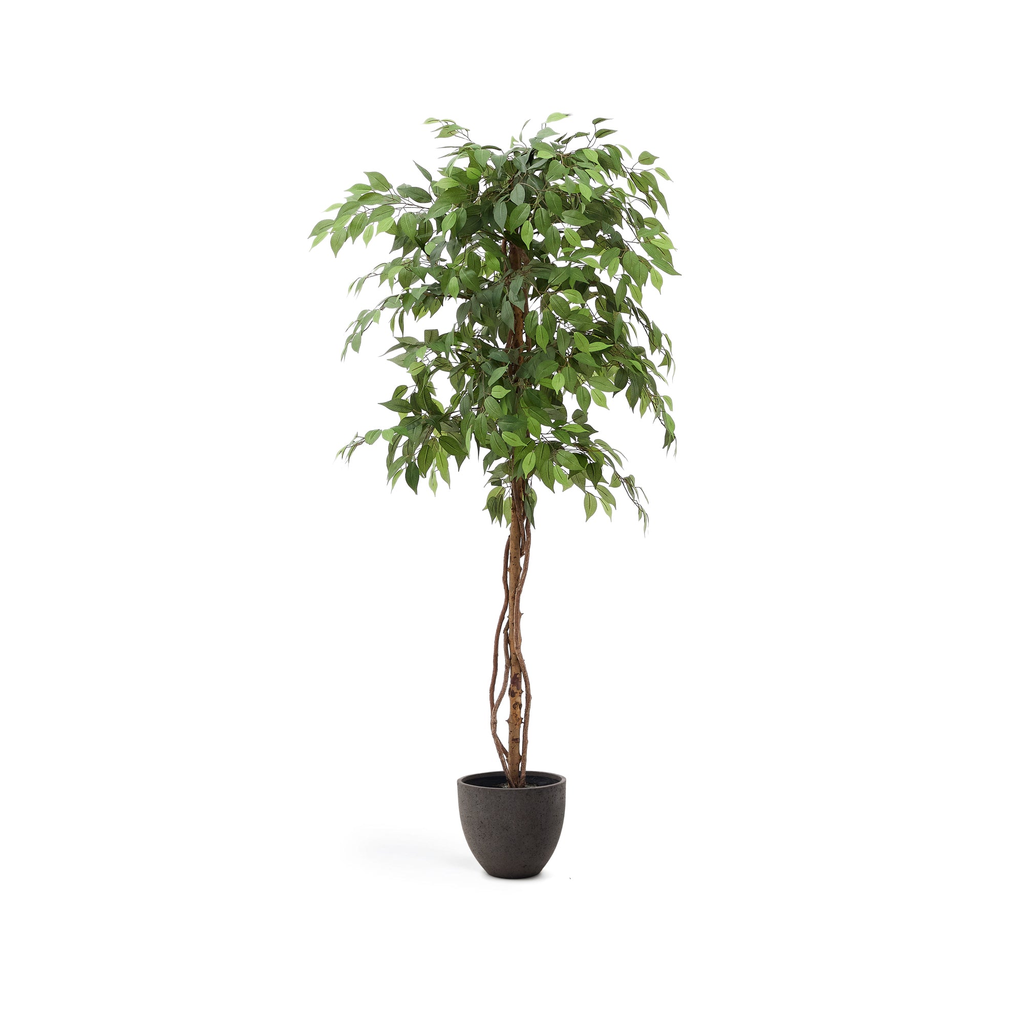 Artificial Ficus tree in black pot 180 cm - Product Image